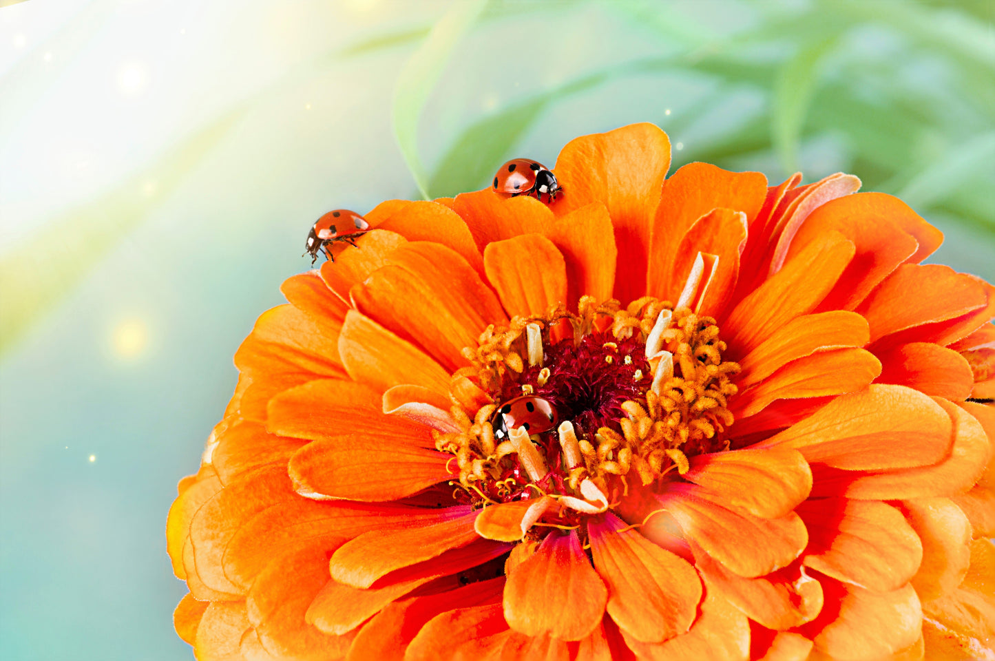 250 ORANGE KING ZINNIA Elegans Flower Seeds - Blessings Grow Meadows -