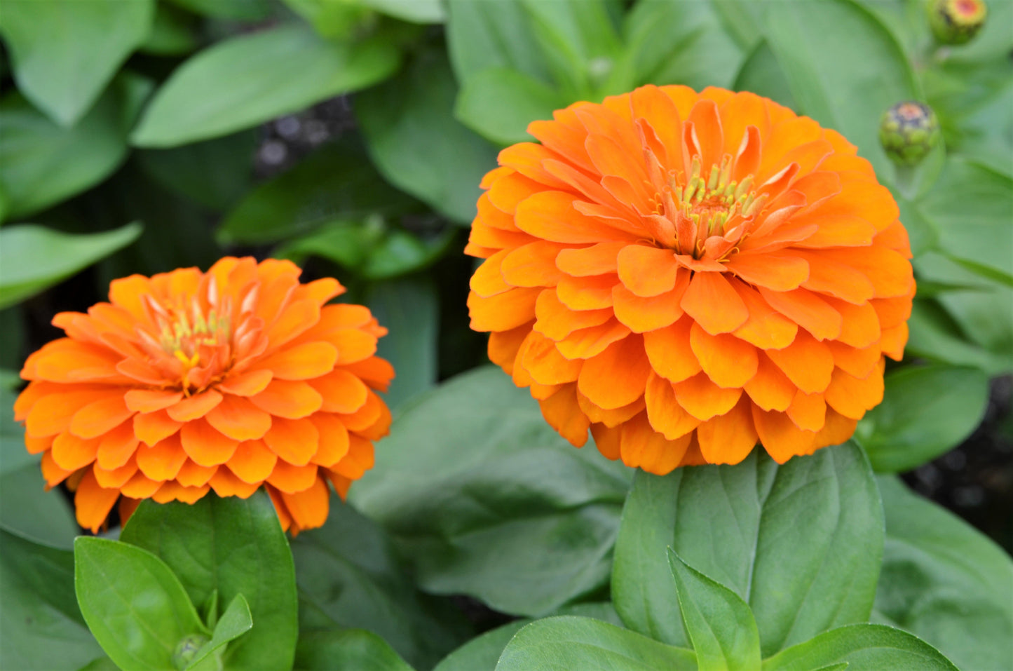 250 ORANGE KING ZINNIA Elegans Flower Seeds - Blessings Grow Meadows -