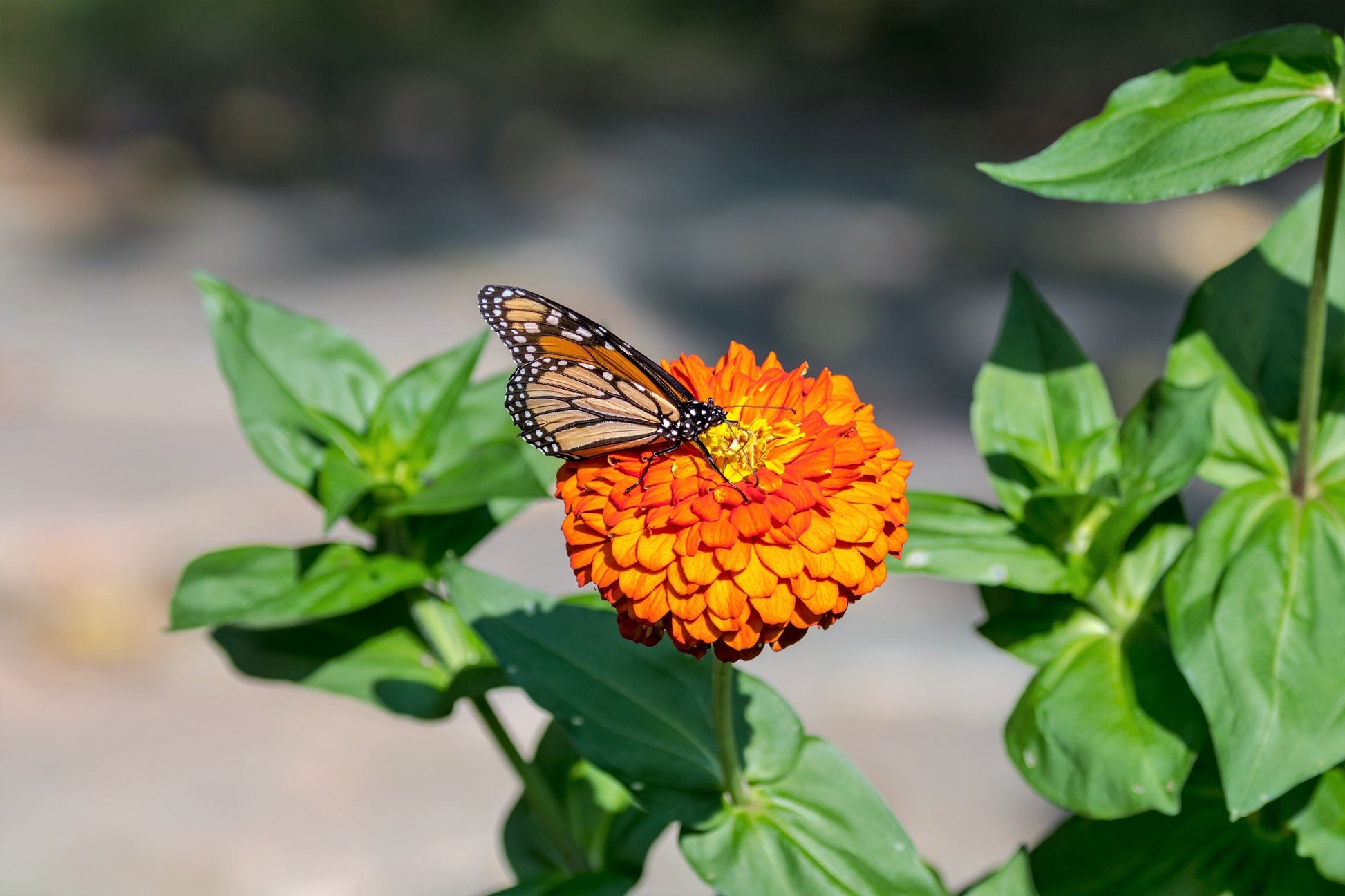 250 ORANGE KING ZINNIA Elegans Flower Seeds - Blessings Grow Meadows -