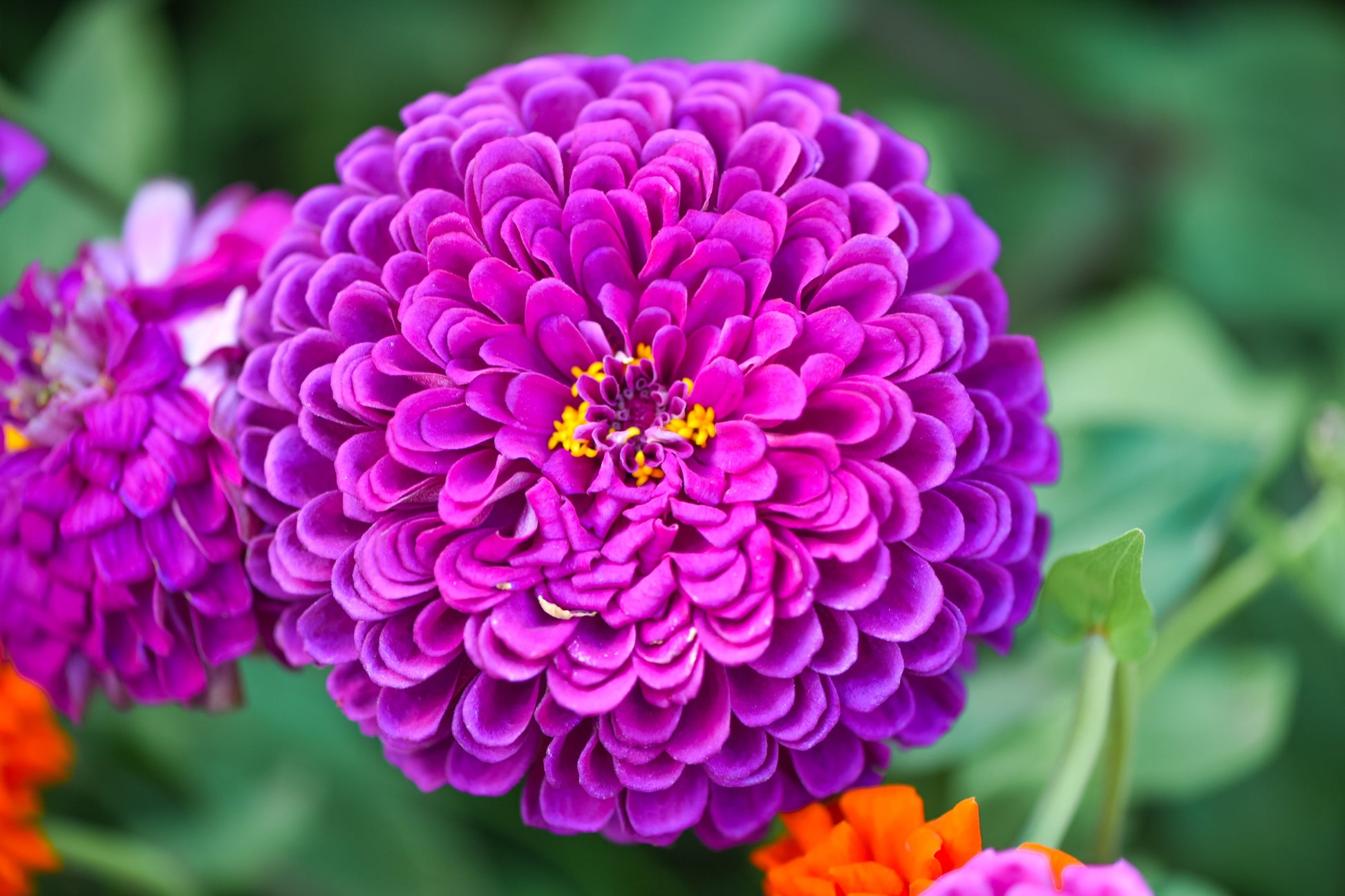 250 PURPLE PRINCE ZINNIA Elegans Flower Seeds - Blessings Grow Meadows -