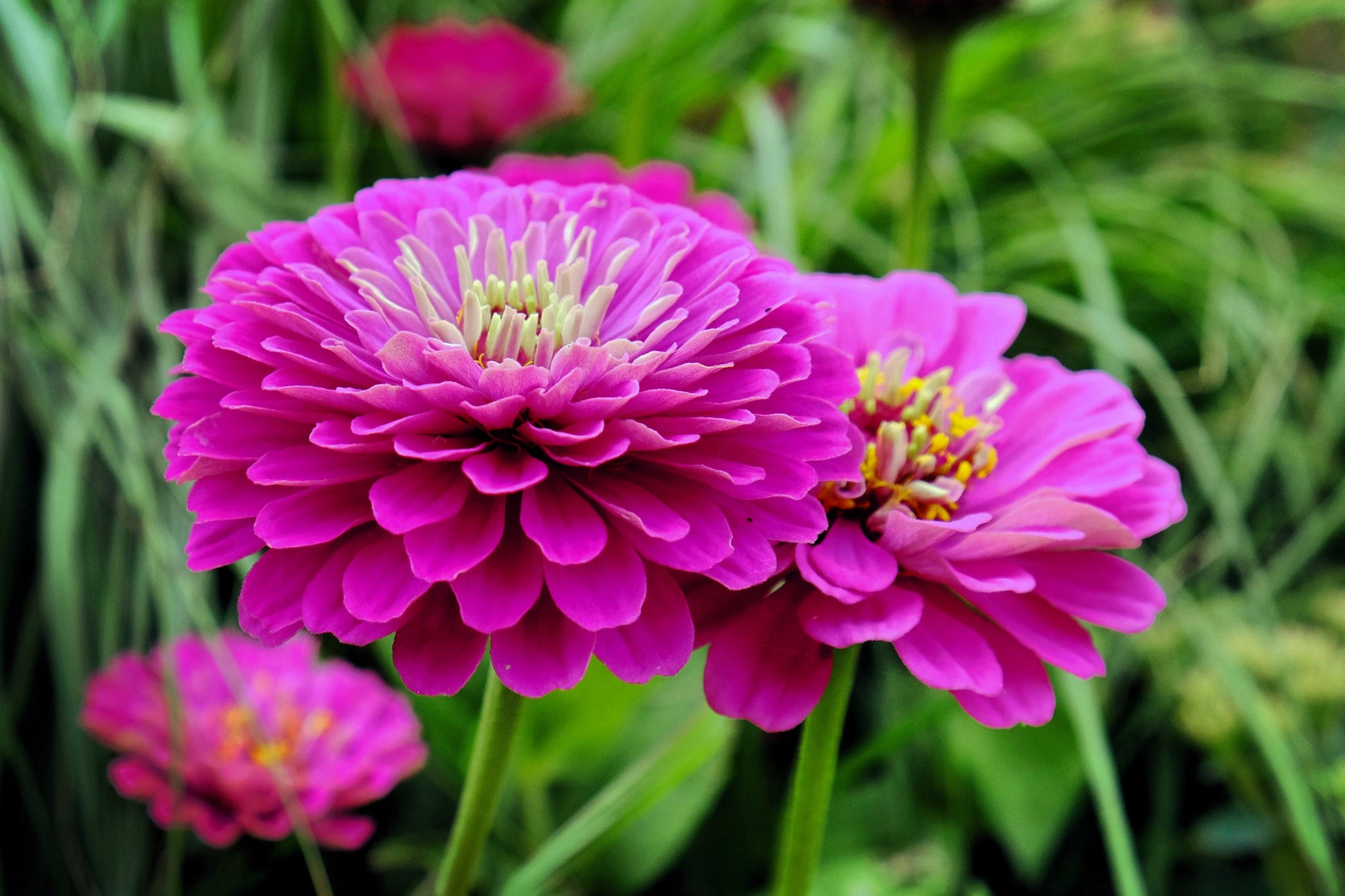 250 PURPLE PRINCE ZINNIA Elegans Flower Seeds - Blessings Grow Meadows -