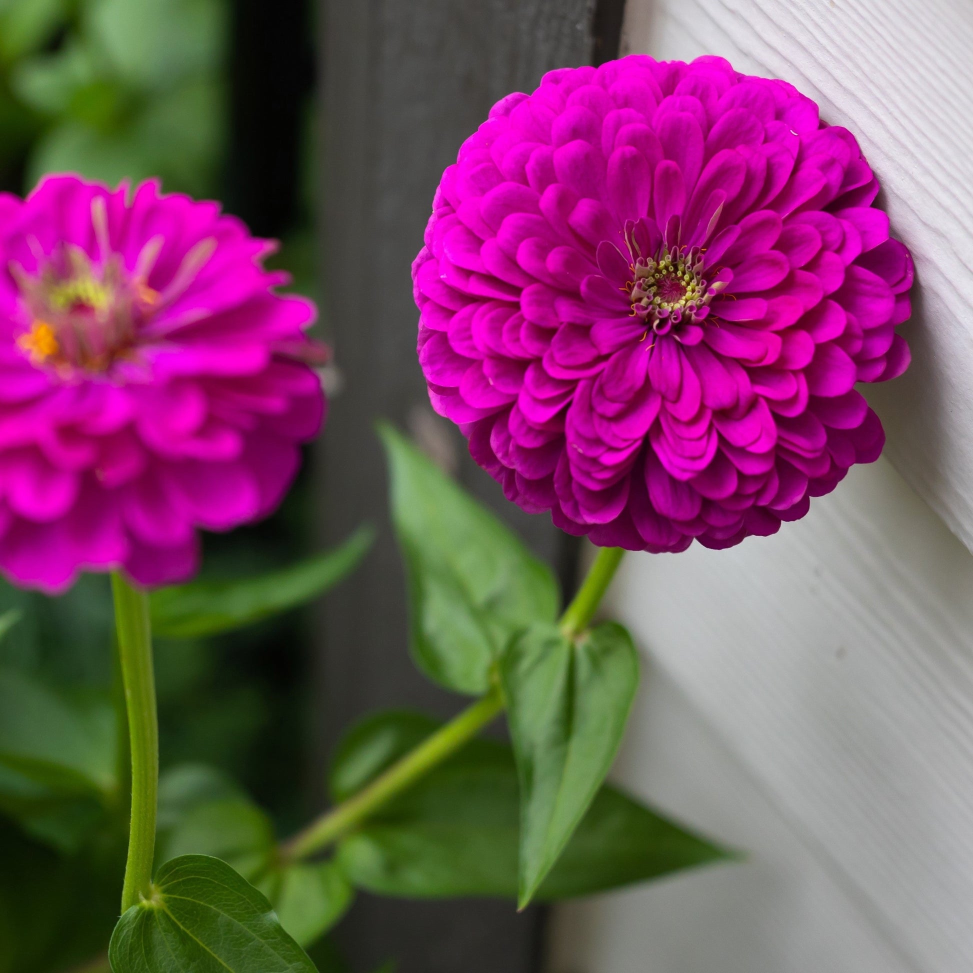 250 PURPLE PRINCE ZINNIA Elegans Flower Seeds - Blessings Grow Meadows -