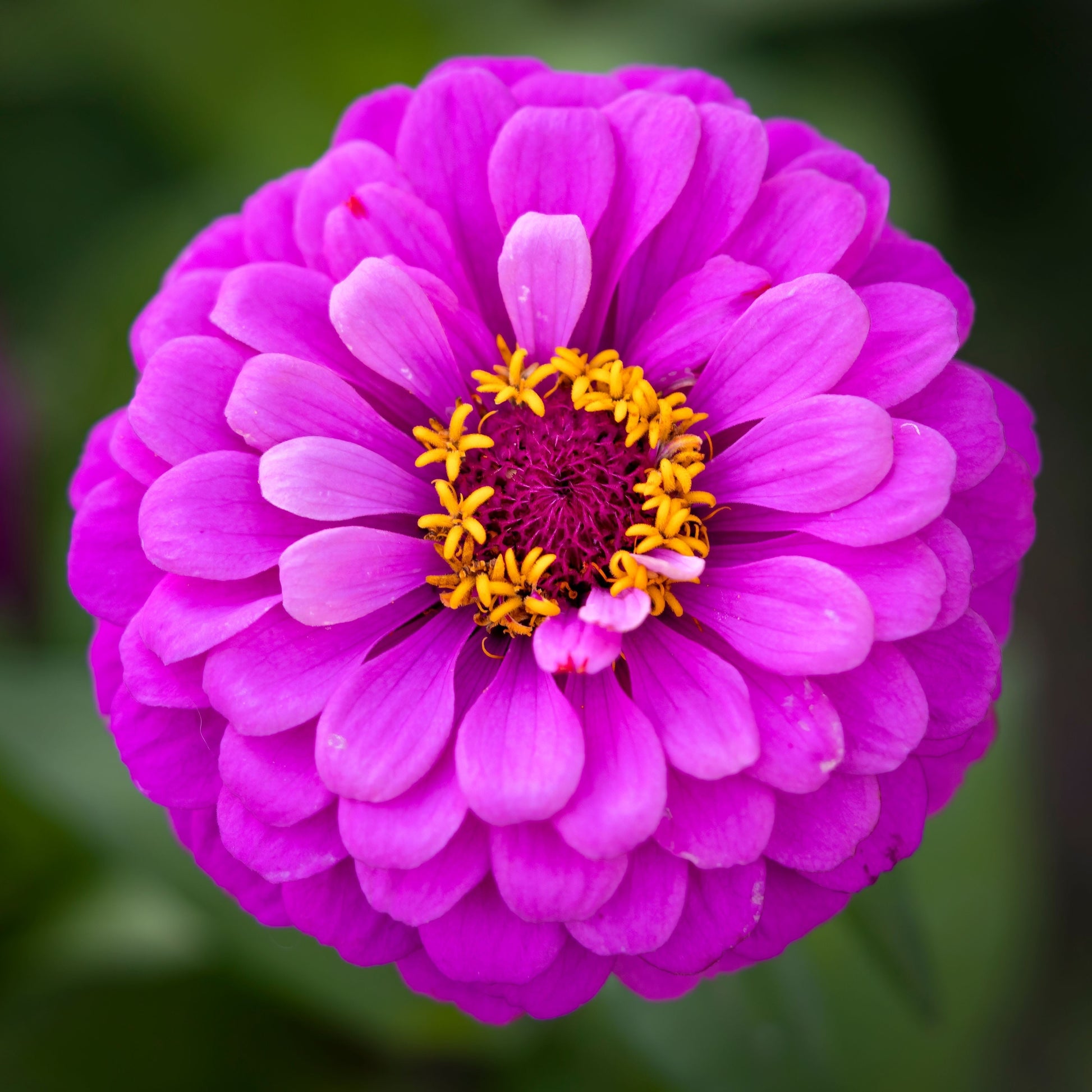 250 PURPLE PRINCE ZINNIA Elegans Flower Seeds - Blessings Grow Meadows -
