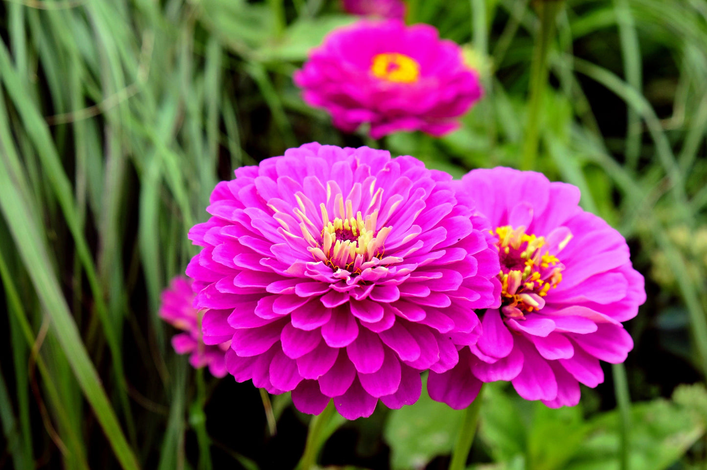 250 PURPLE PRINCE ZINNIA Elegans Flower Seeds - Blessings Grow Meadows -
