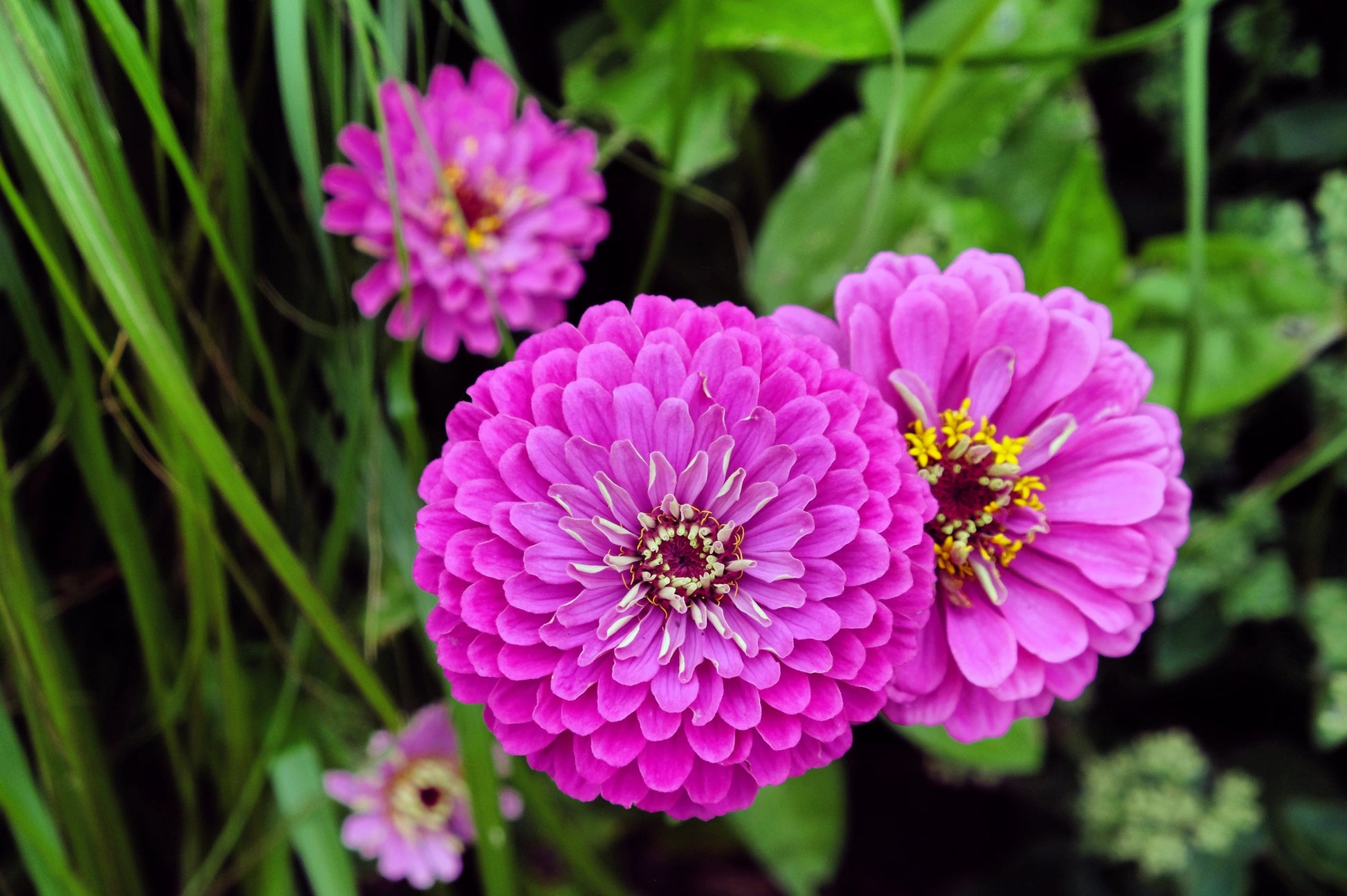 250 PURPLE PRINCE ZINNIA Elegans Flower Seeds - Blessings Grow Meadows -