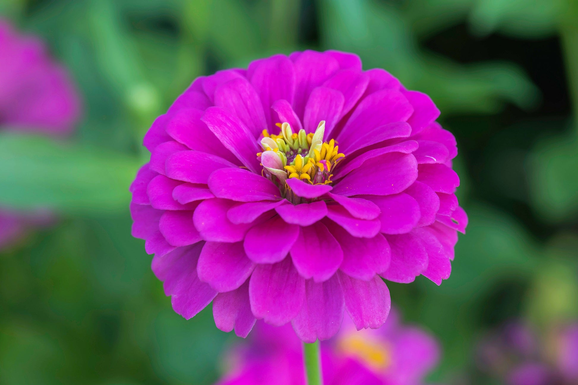 250 PURPLE PRINCE ZINNIA Elegans Flower Seeds - Blessings Grow Meadows -