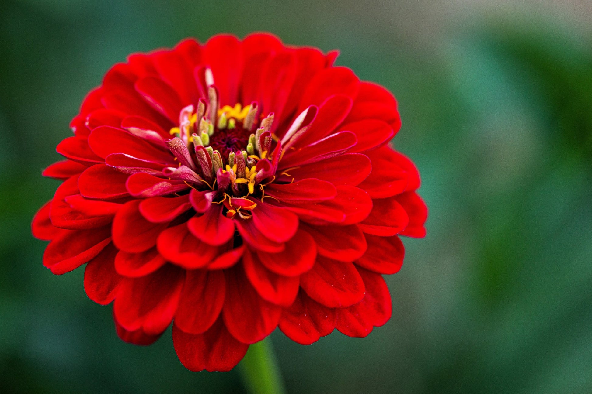 250 Red CHERRY QUEEN ZINNIA Elegans Flower Seeds - Blessings Grow Meadows -