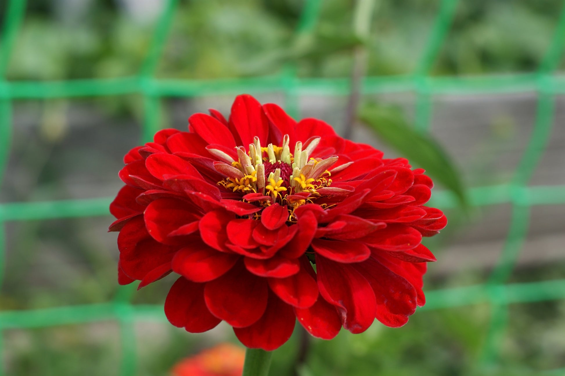 250 Red CHERRY QUEEN ZINNIA Elegans Flower Seeds - Blessings Grow Meadows -
