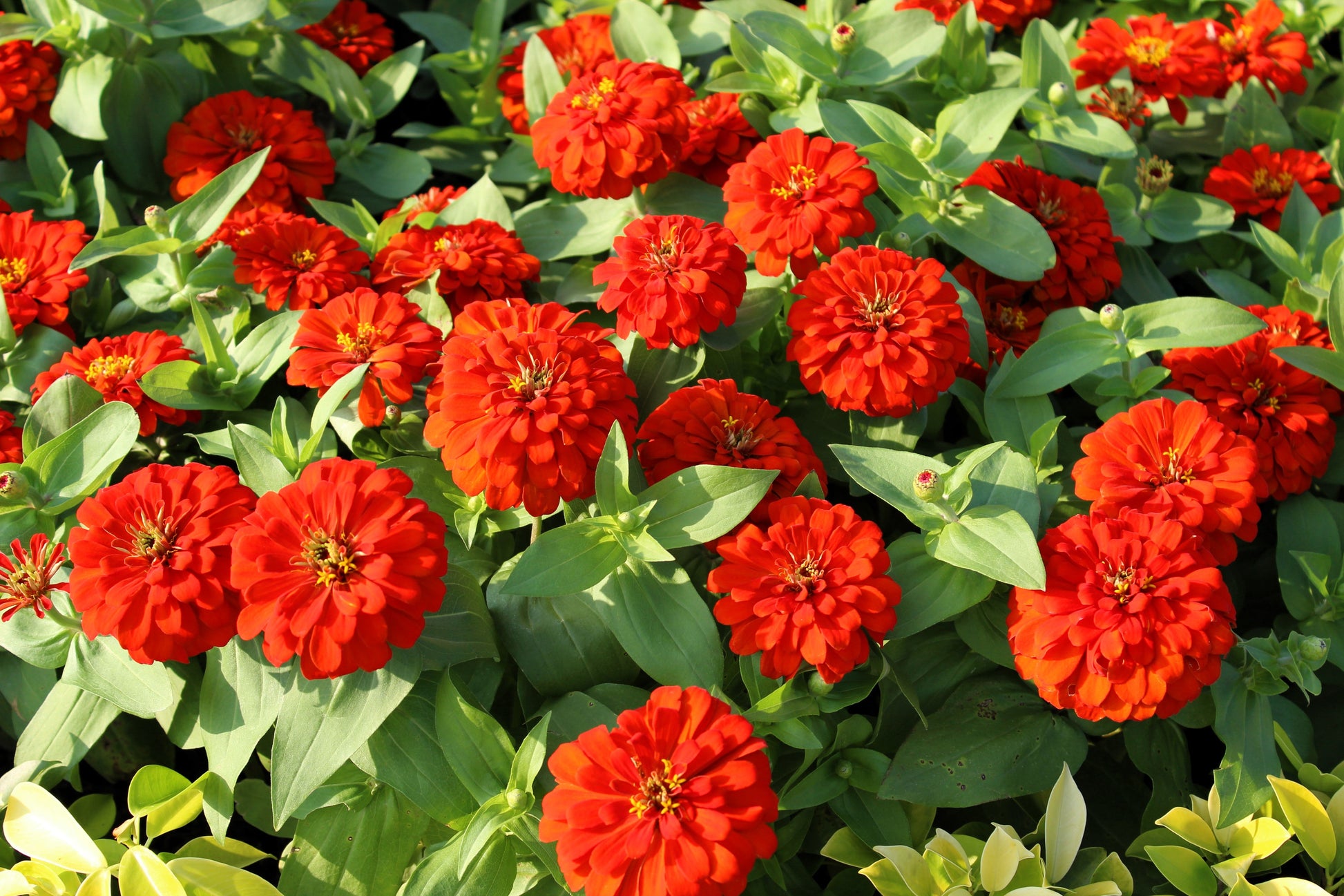 250 Red CHERRY QUEEN ZINNIA Elegans Flower Seeds - Blessings Grow Meadows -