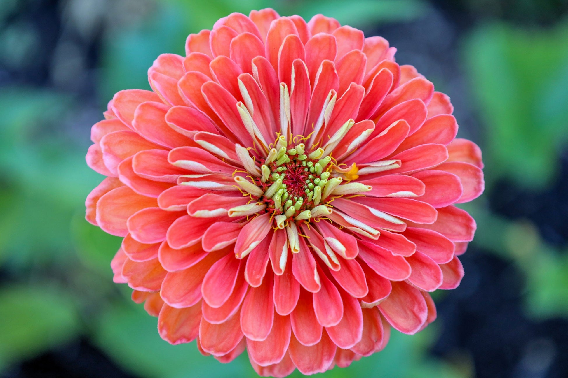 250 SALMON QUEEN ZINNIA Elegans California Giant Double Flower Seeds - Blessings Grow Meadows -