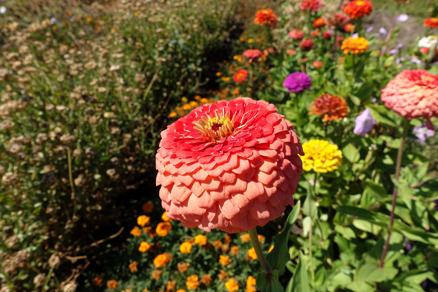 250 SALMON QUEEN ZINNIA Elegans California Giant Double Flower Seeds - Blessings Grow Meadows -