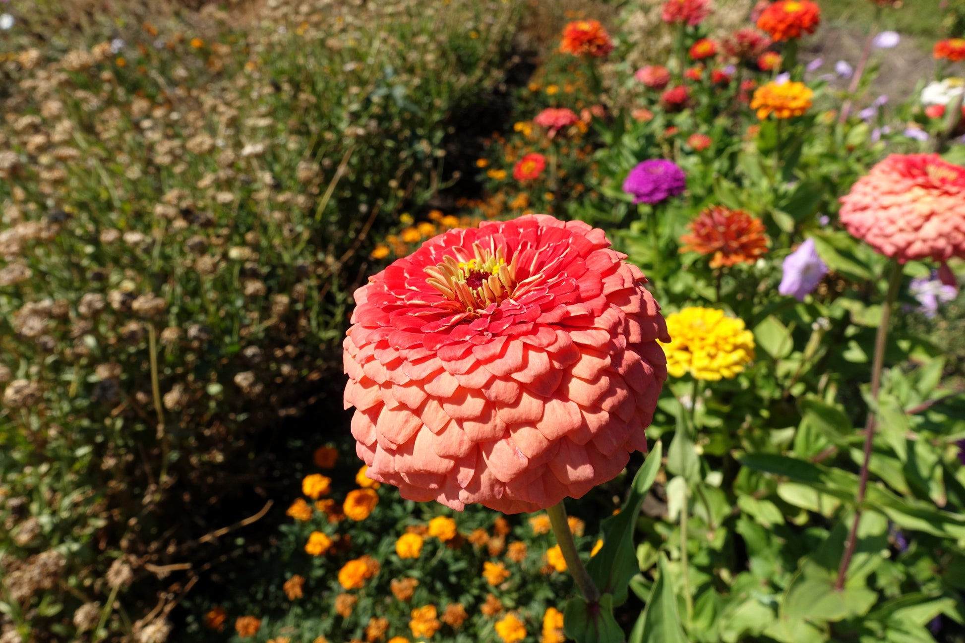 250 SALMON QUEEN ZINNIA Elegans California Giant Double Flower Seeds - Blessings Grow Meadows -