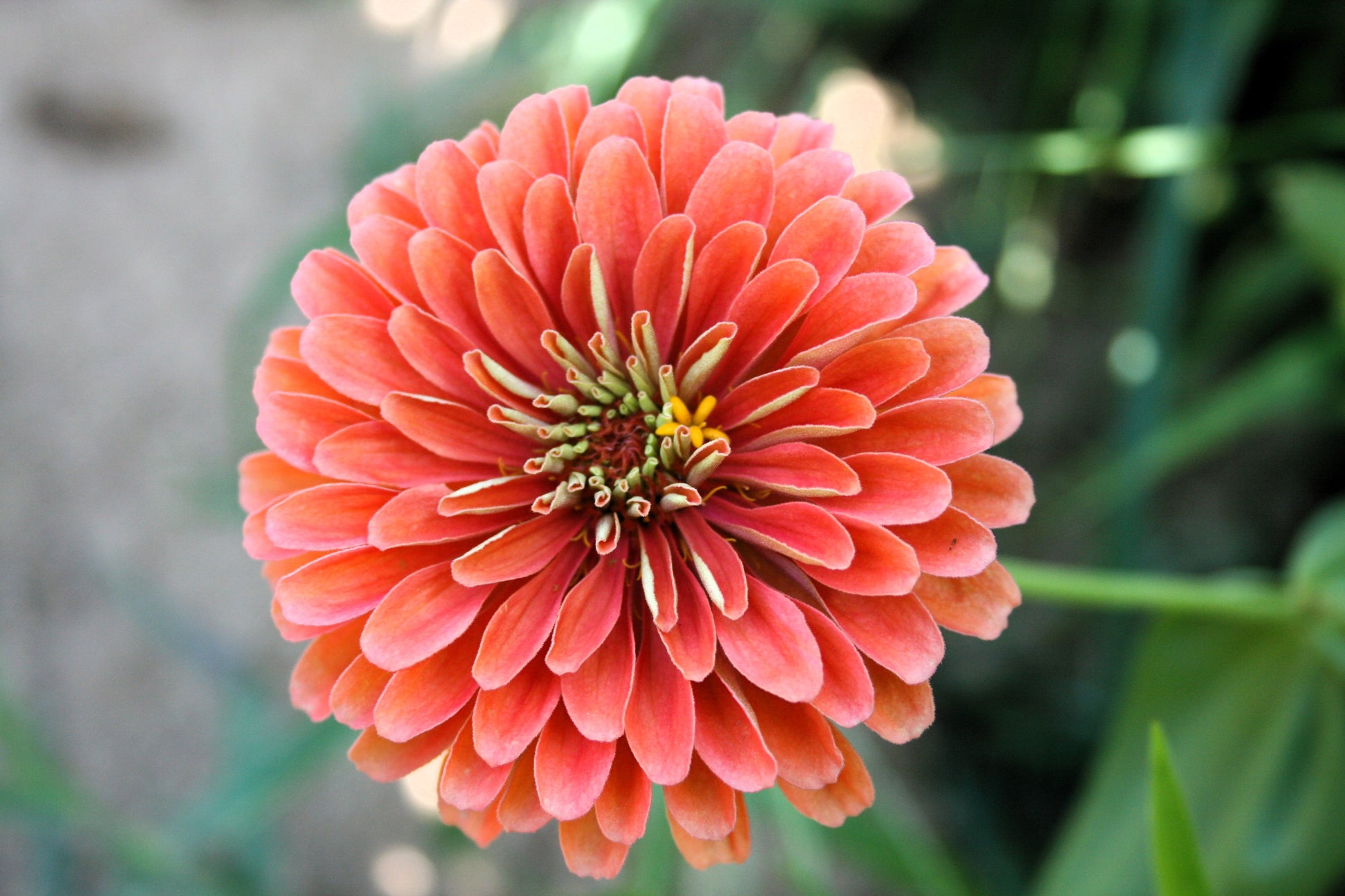 250 SALMON QUEEN ZINNIA Elegans California Giant Double Flower Seeds - Blessings Grow Meadows -