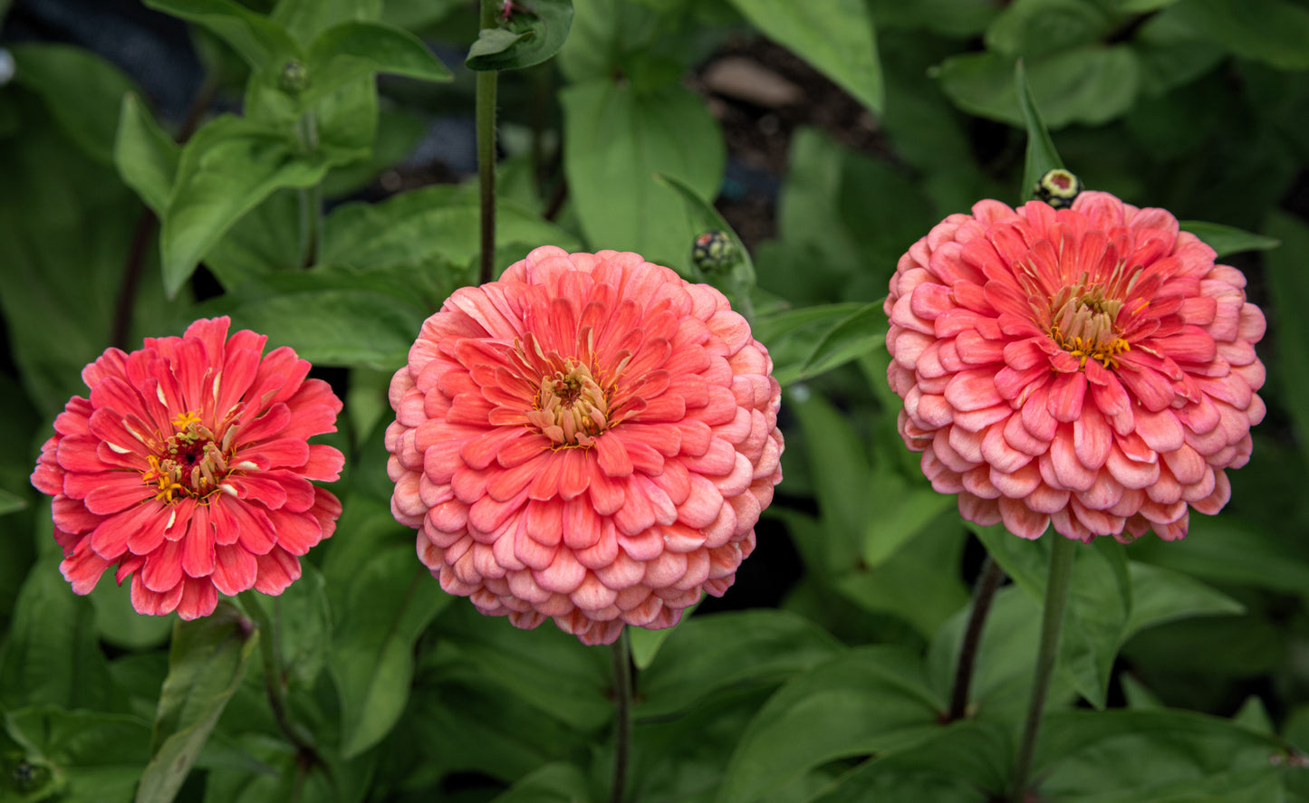 250 SALMON QUEEN ZINNIA Elegans California Giant Double Flower Seeds - Blessings Grow Meadows -