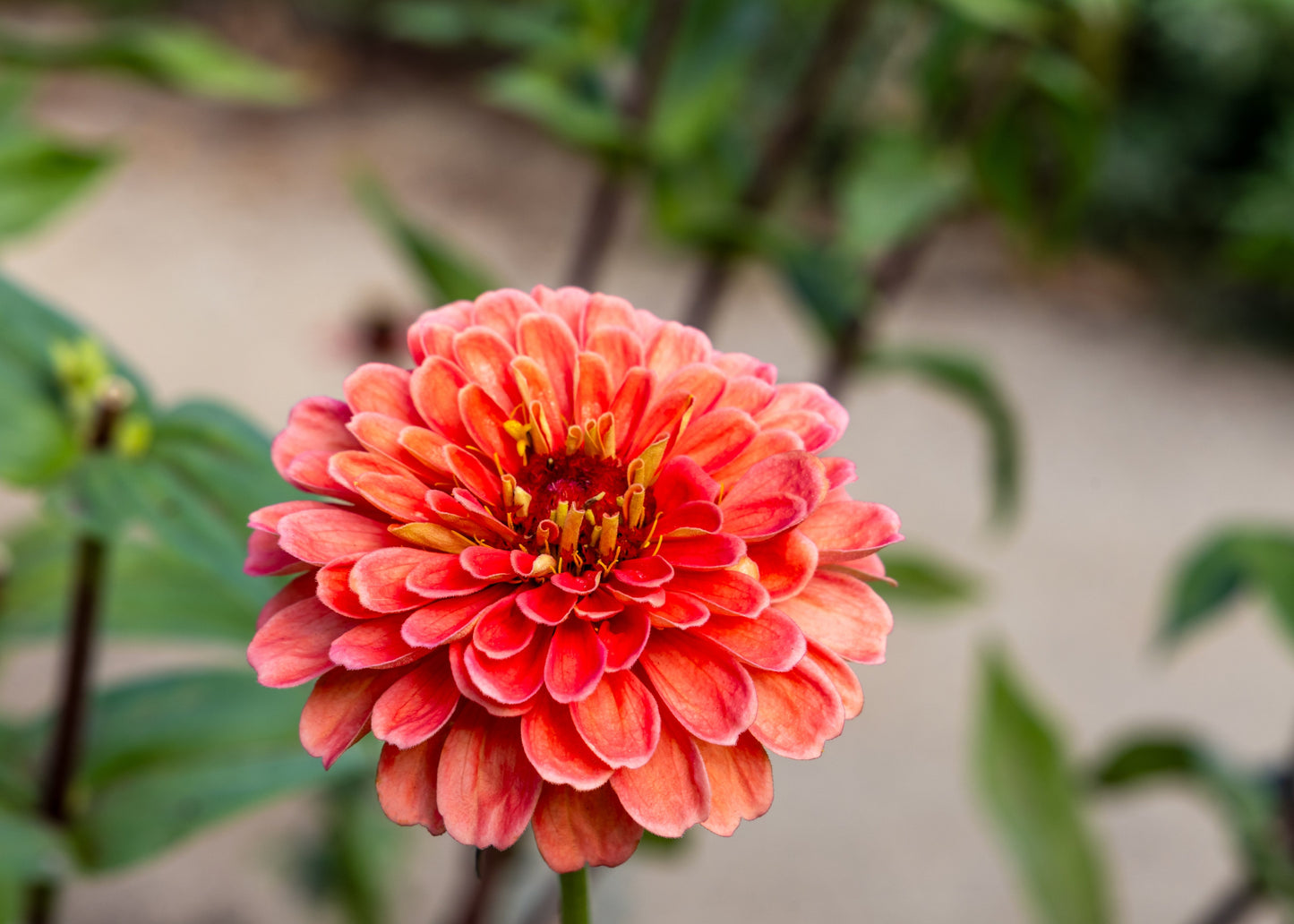 250 SALMON QUEEN ZINNIA Elegans California Giant Double Flower Seeds - Blessings Grow Meadows -