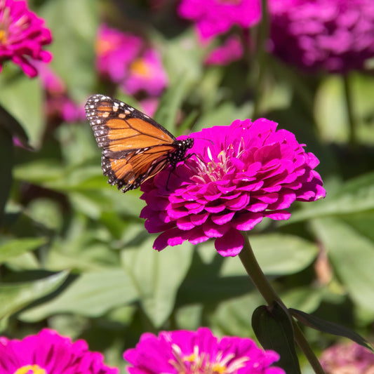 250 VIOLET QUEEN ZINNIA Elegans Purple Double Dahlia Heirloom Flower Seeds - Blessings Grow Meadows -