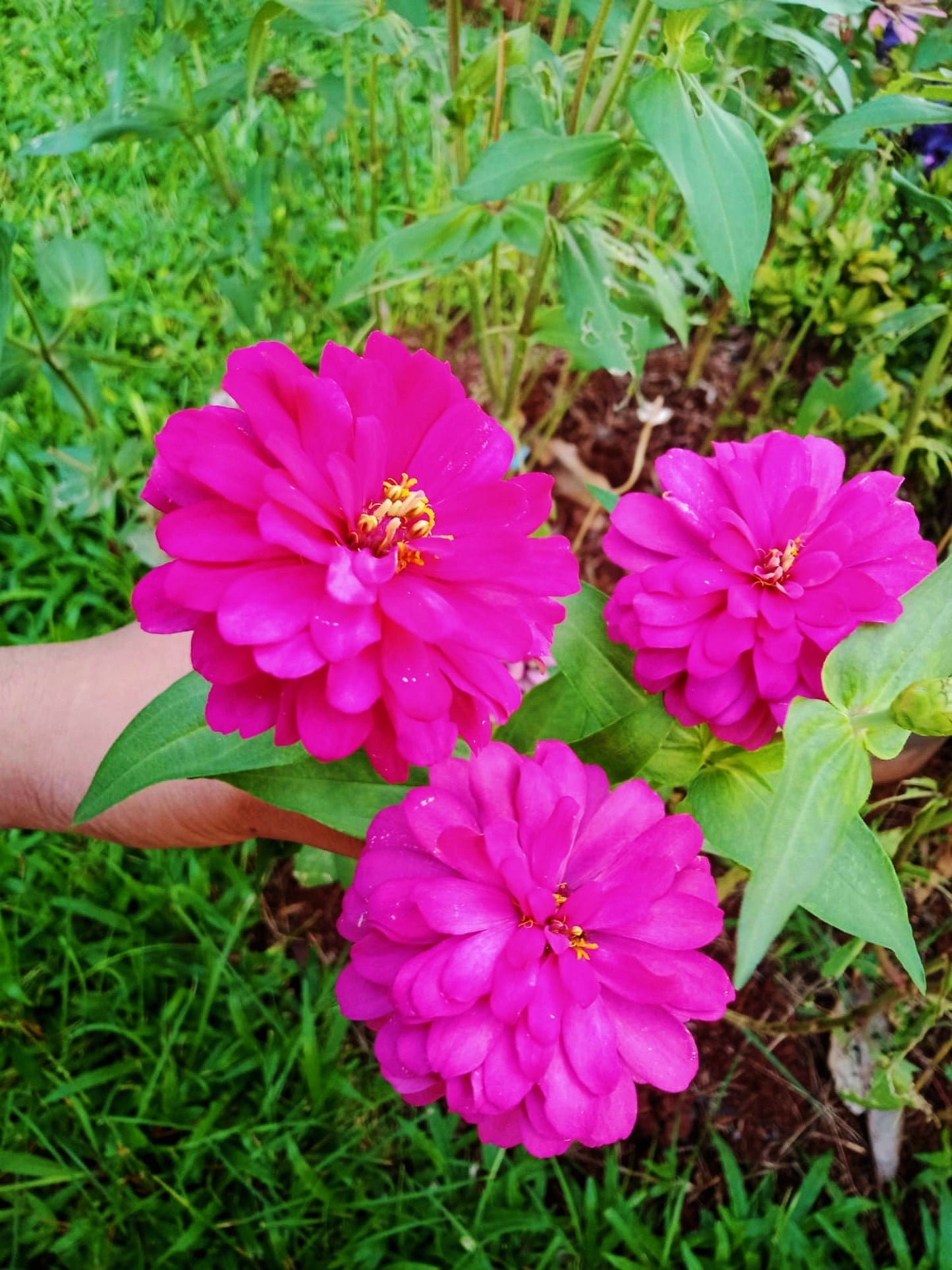 250 VIOLET QUEEN ZINNIA Elegans Purple Double Dahlia Heirloom Flower Seeds - Blessings Grow Meadows -