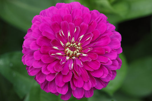 250 VIOLET QUEEN ZINNIA Elegans Purple Double Dahlia Heirloom Flower Seeds - Blessings Grow Meadows -