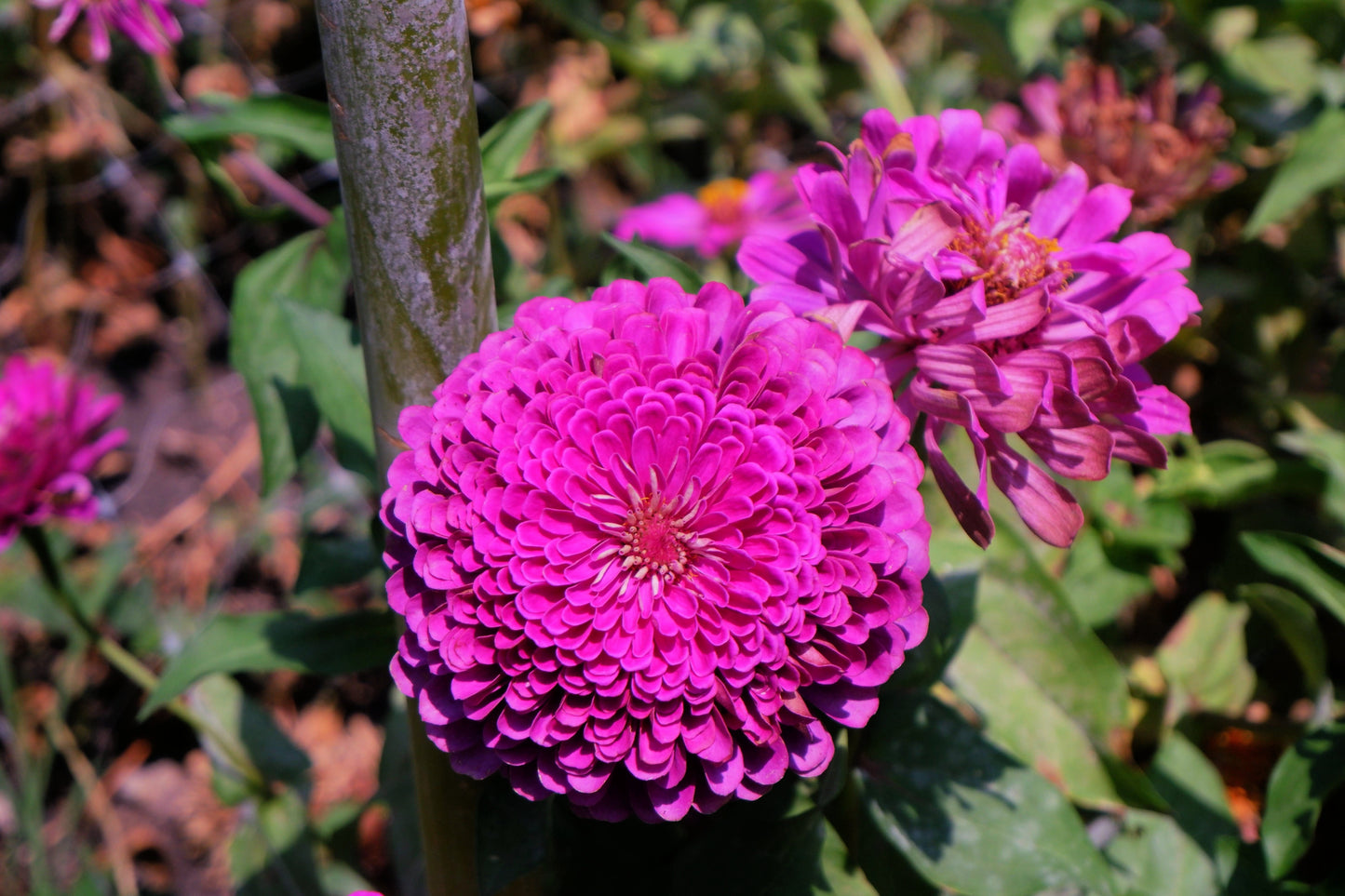 250 VIOLET QUEEN ZINNIA Elegans Purple Double Dahlia Heirloom Flower Seeds - Blessings Grow Meadows -