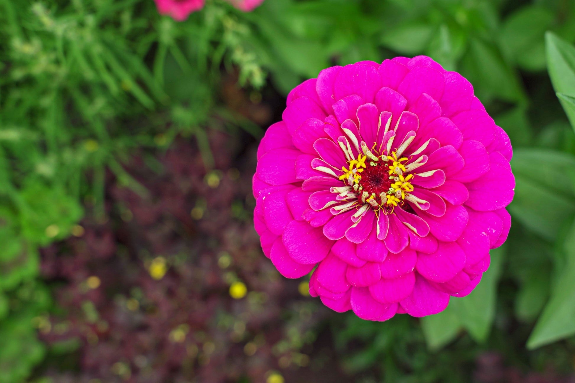250 VIOLET QUEEN ZINNIA Elegans Purple Double Dahlia Heirloom Flower Seeds - Blessings Grow Meadows -