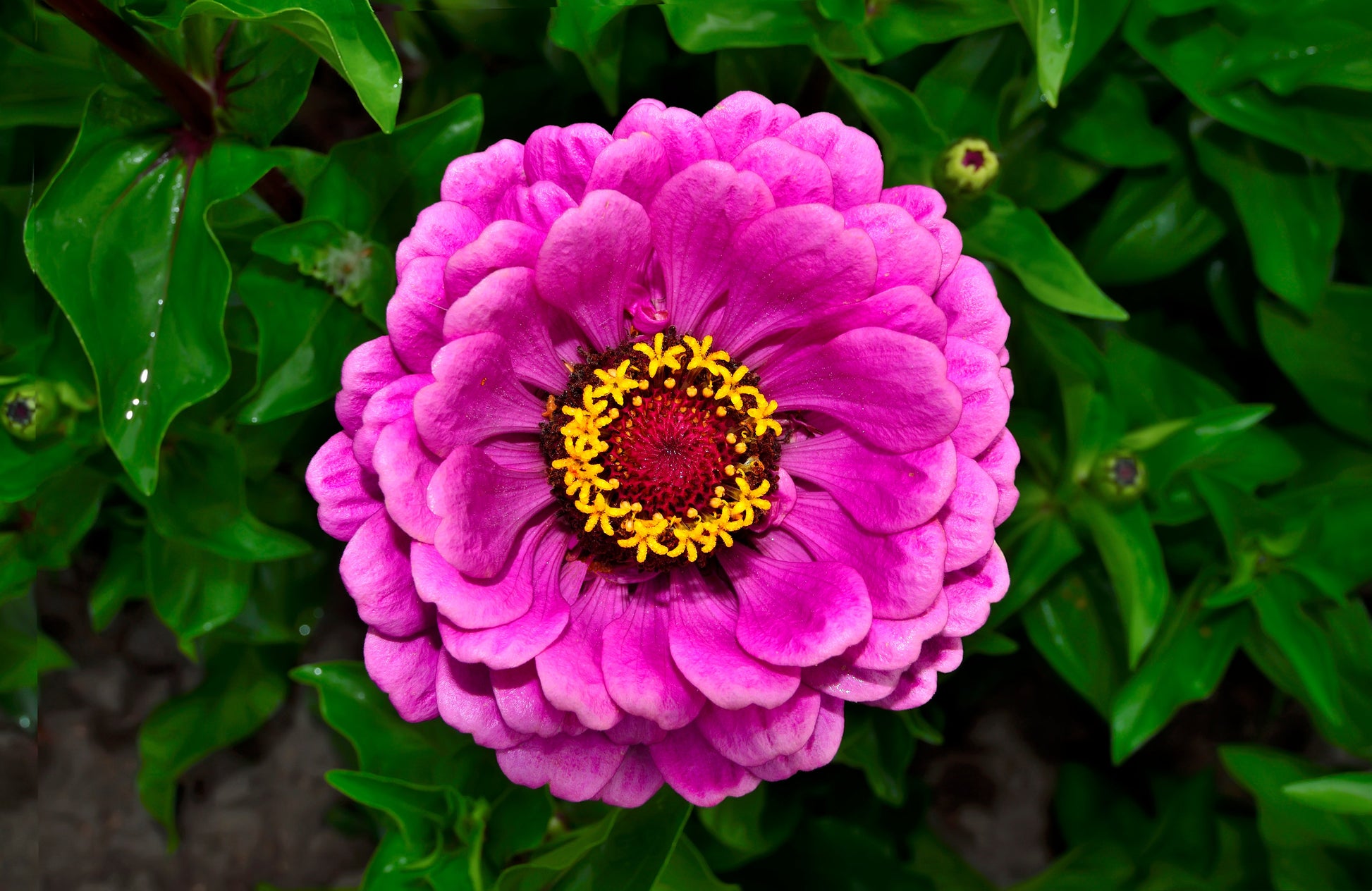 250 VIOLET QUEEN ZINNIA Elegans Purple Double Dahlia Heirloom Flower Seeds - Blessings Grow Meadows -