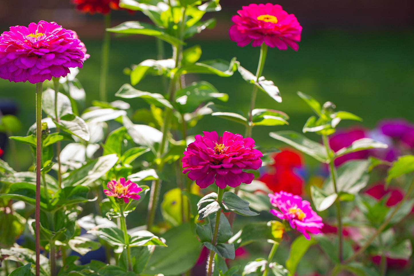 250 VIOLET QUEEN ZINNIA Elegans Purple Double Dahlia Heirloom Flower Seeds - Blessings Grow Meadows -