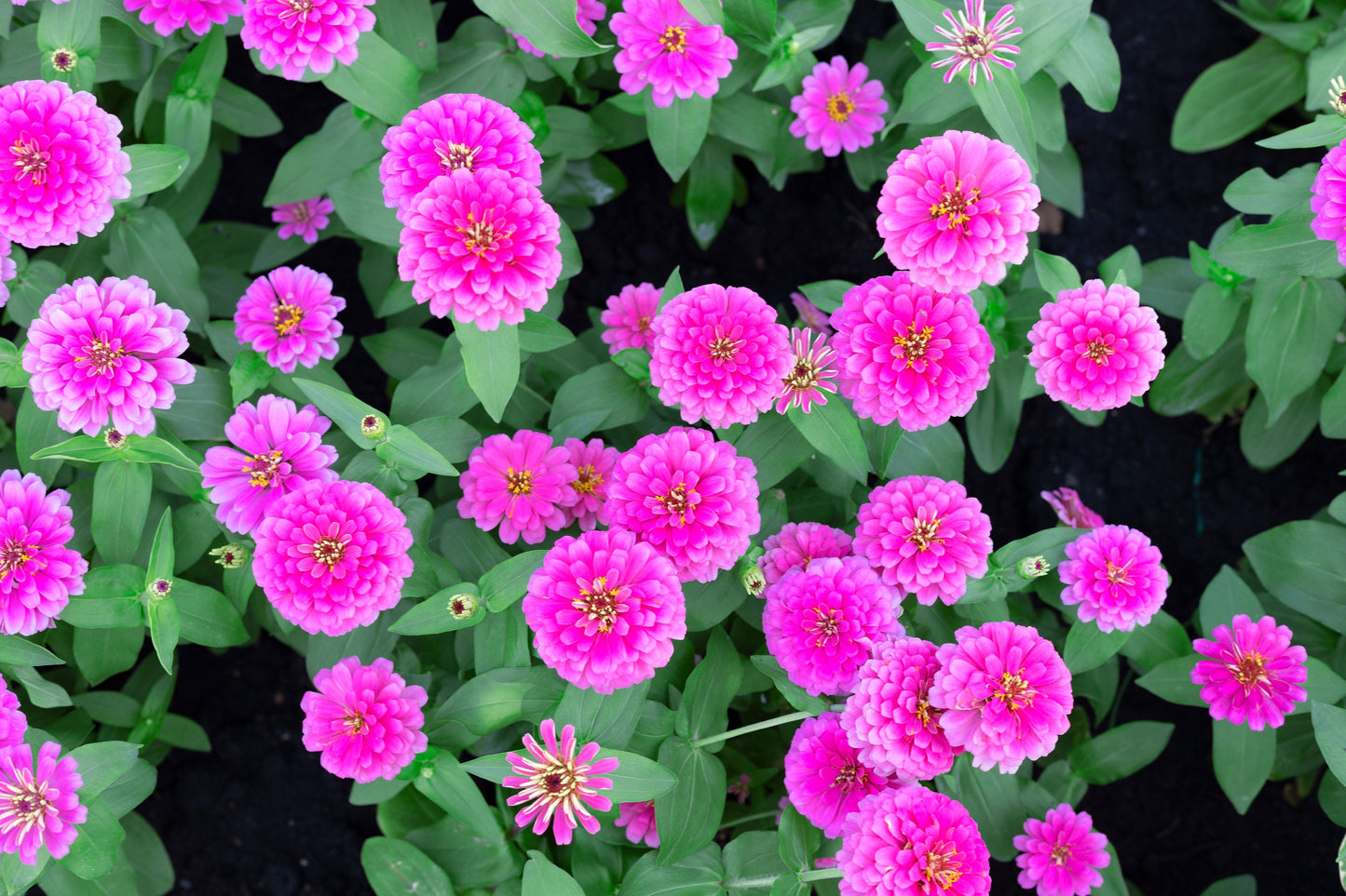 250 VIOLET QUEEN ZINNIA Elegans Purple Double Dahlia Heirloom Flower Seeds - Blessings Grow Meadows -