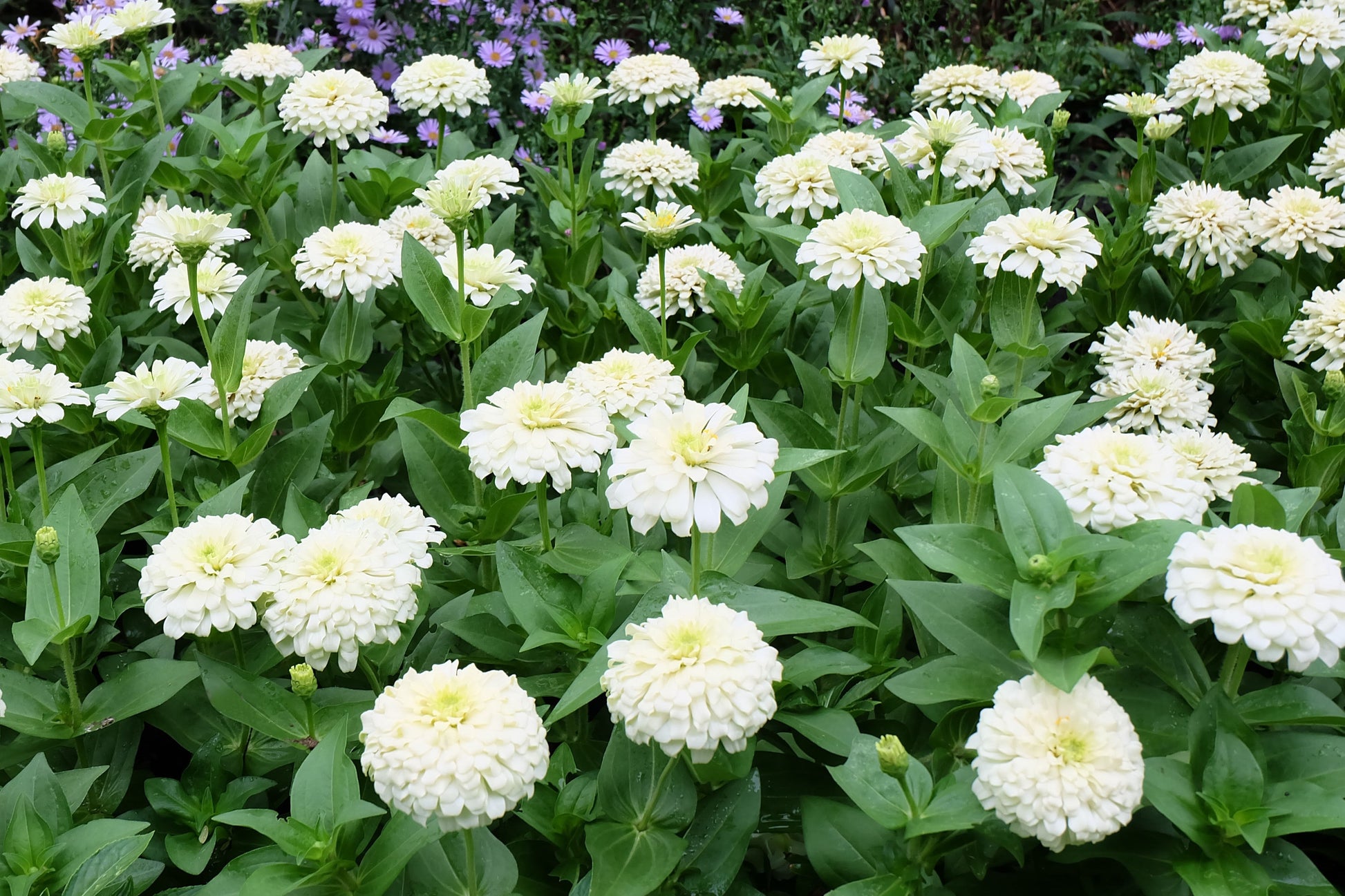 250 White POLAR BEAR ZINNIA Elegans Flower Seeds - Blessings Grow Meadows -