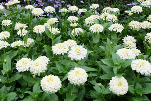250 White POLAR BEAR ZINNIA Elegans Flower Seeds - Blessings Grow Meadows -