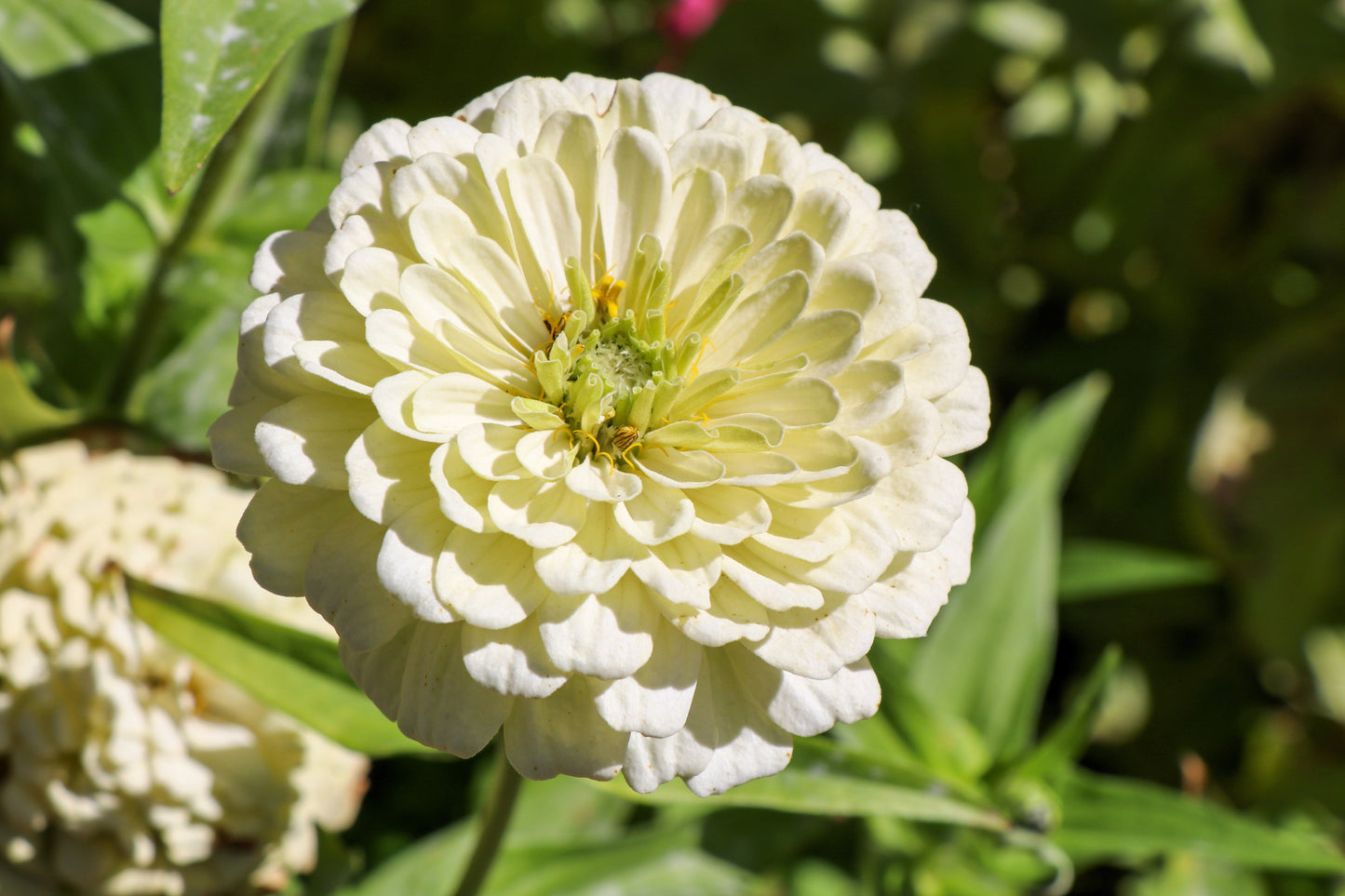 250 White POLAR BEAR ZINNIA Elegans Flower Seeds - Blessings Grow Meadows -