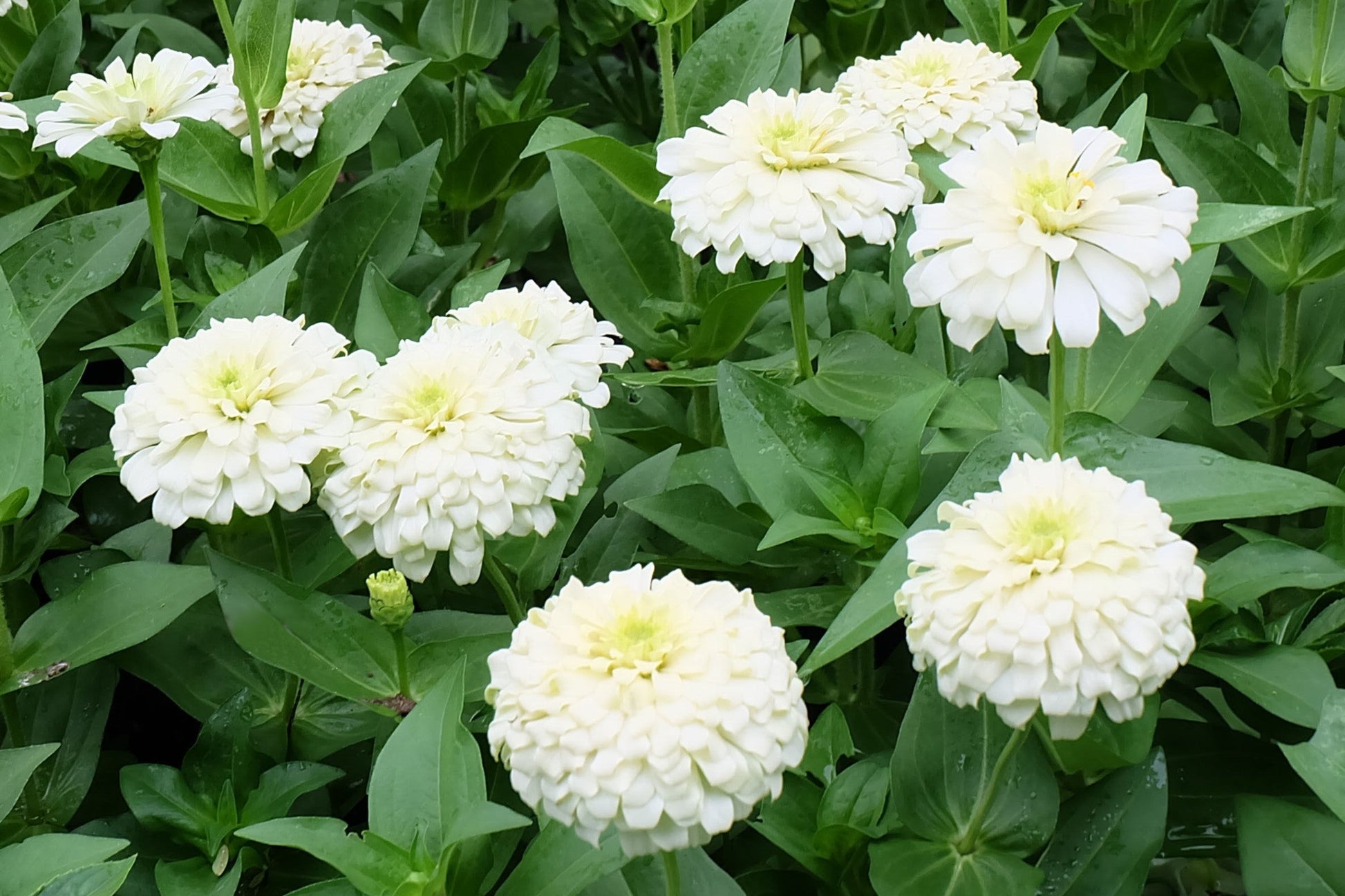 250 White POLAR BEAR ZINNIA Elegans Flower Seeds - Blessings Grow Meadows -