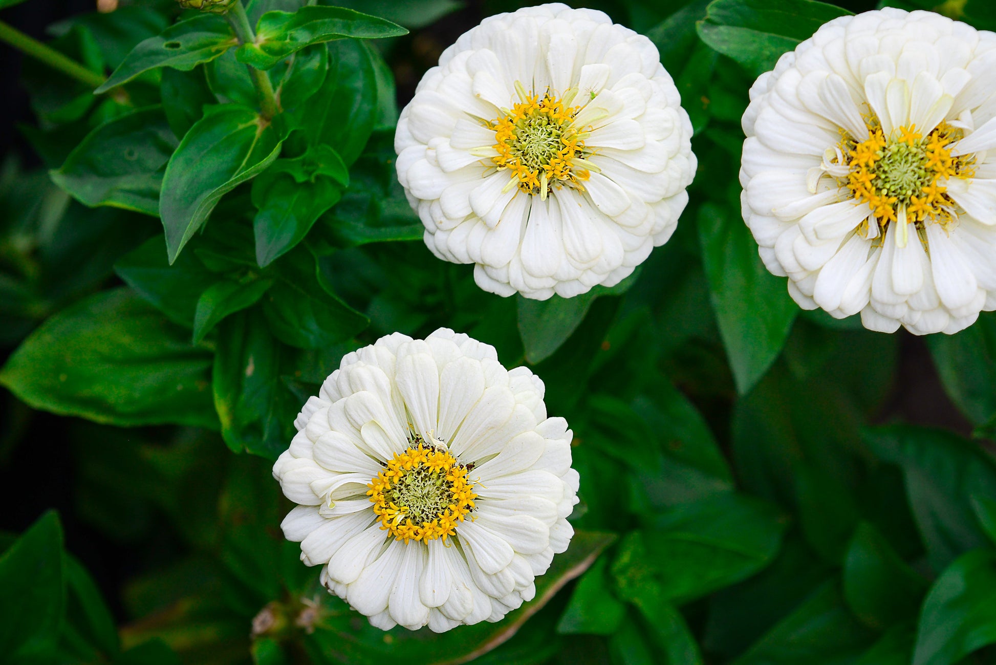 250 White POLAR BEAR ZINNIA Elegans Flower Seeds - Blessings Grow Meadows -