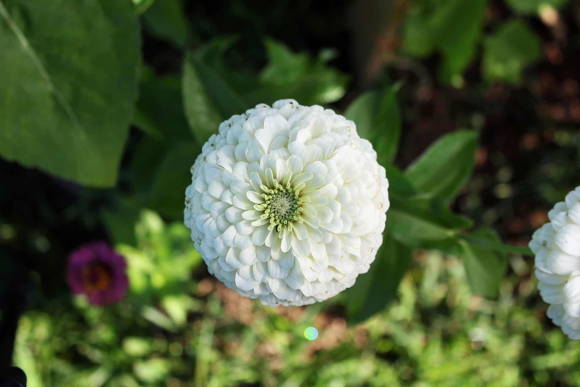 250 White POLAR BEAR ZINNIA Elegans Flower Seeds - Blessings Grow Meadows -