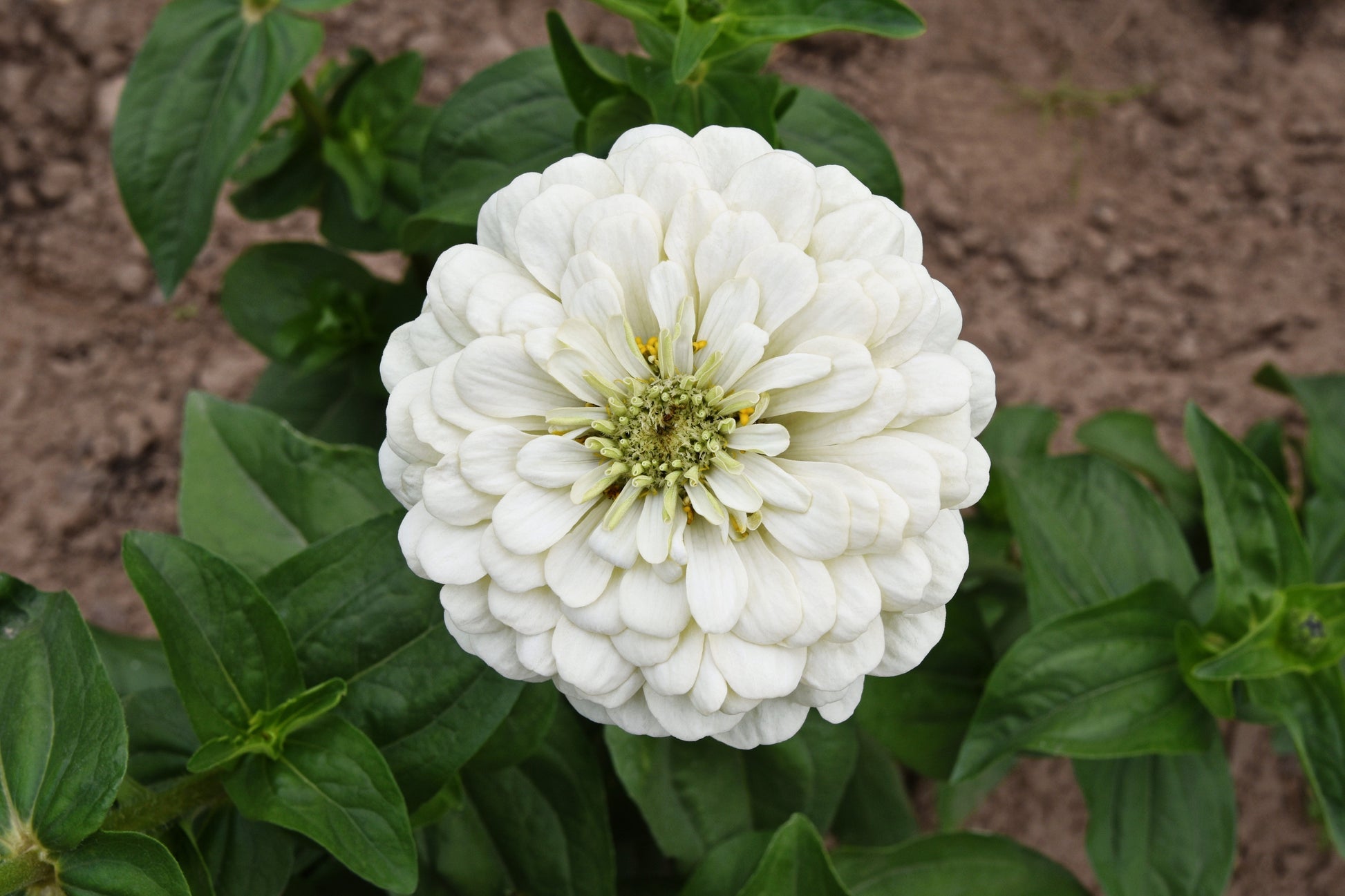 250 White POLAR BEAR ZINNIA Elegans Flower Seeds - Blessings Grow Meadows -