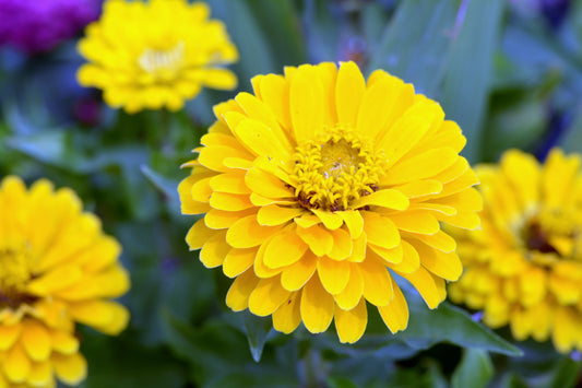 250 Yellow CANARY BIRD ZINNIA Elegans Flower Seeds - Blessings Grow Meadows -