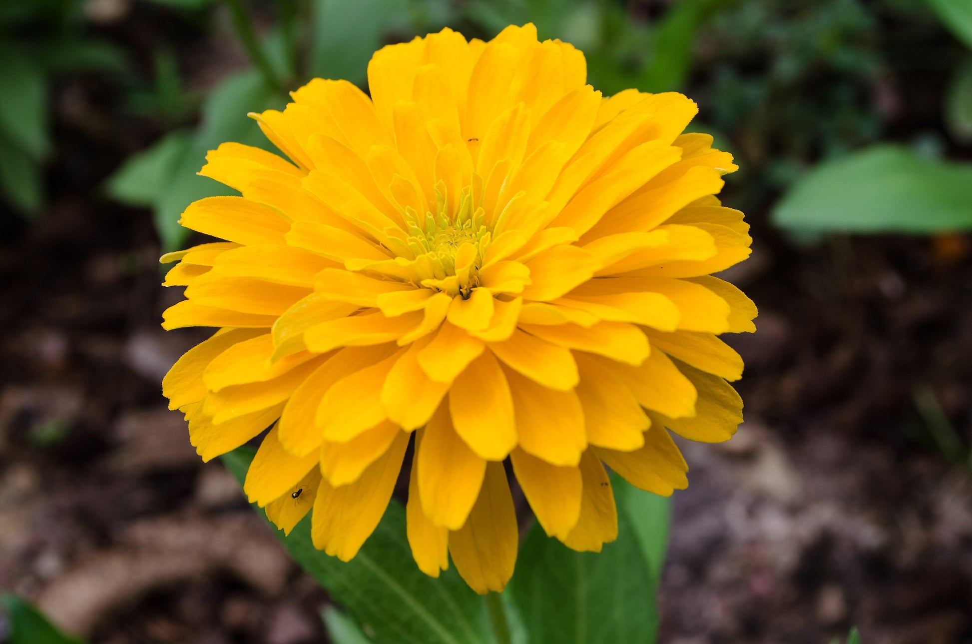 250 Yellow CANARY BIRD ZINNIA Elegans Flower Seeds - Blessings Grow Meadows -