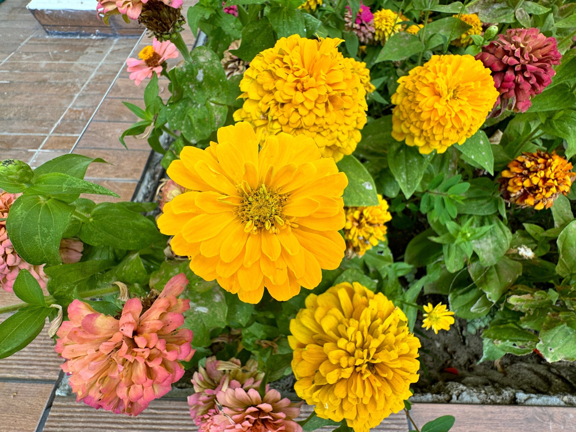 250 Yellow CANARY BIRD ZINNIA Elegans Flower Seeds - Blessings Grow Meadows -