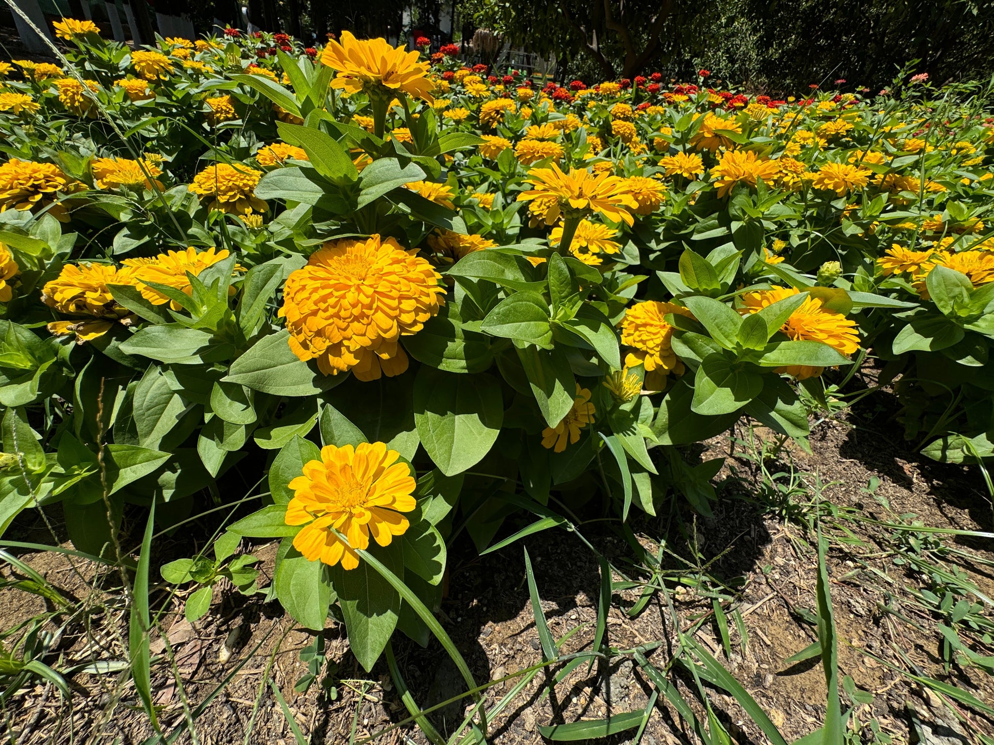 250 Yellow CANARY BIRD ZINNIA Elegans Flower Seeds - Blessings Grow Meadows -