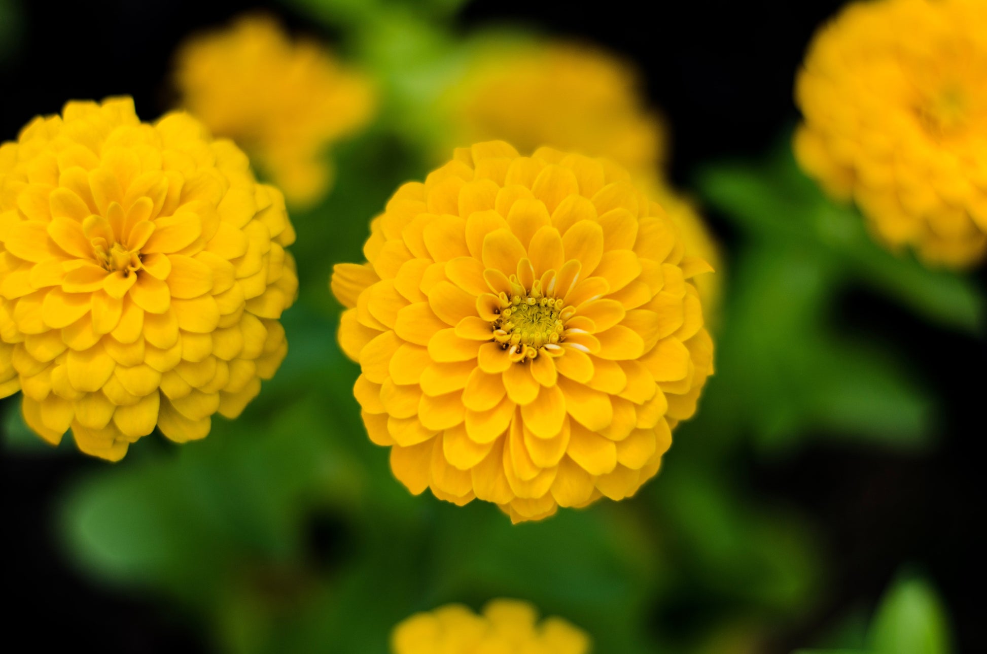 250 Yellow CANARY BIRD ZINNIA Elegans Flower Seeds - Blessings Grow Meadows -