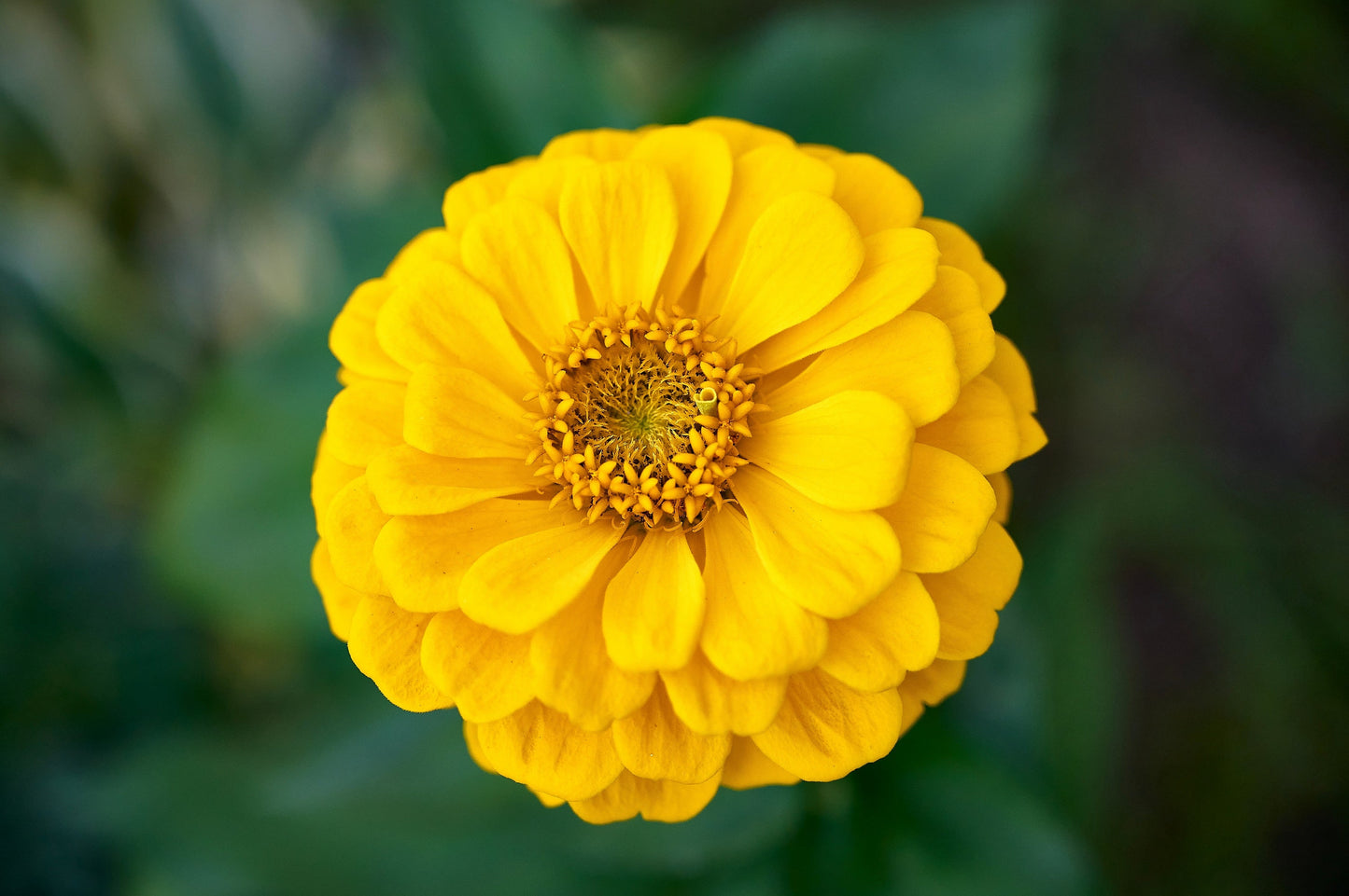 250 Yellow CANARY BIRD ZINNIA Elegans Flower Seeds - Blessings Grow Meadows -