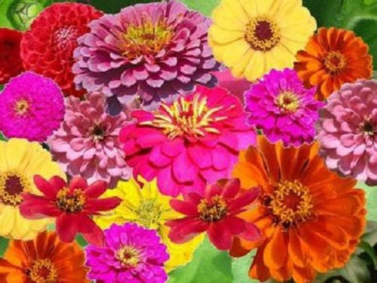 250 ZIN MASTER ZINNIA Mix Elegans Mixed Colors Flower Seeds - Blessings Grow Meadows -
