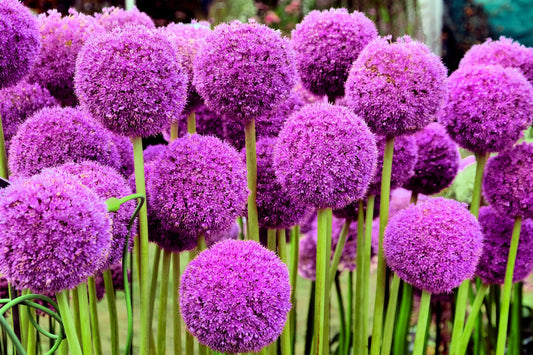 25 GIANT ALLIUM Allium Giganteum Purple Globe Flower Seeds - Blessings Grow Meadows -