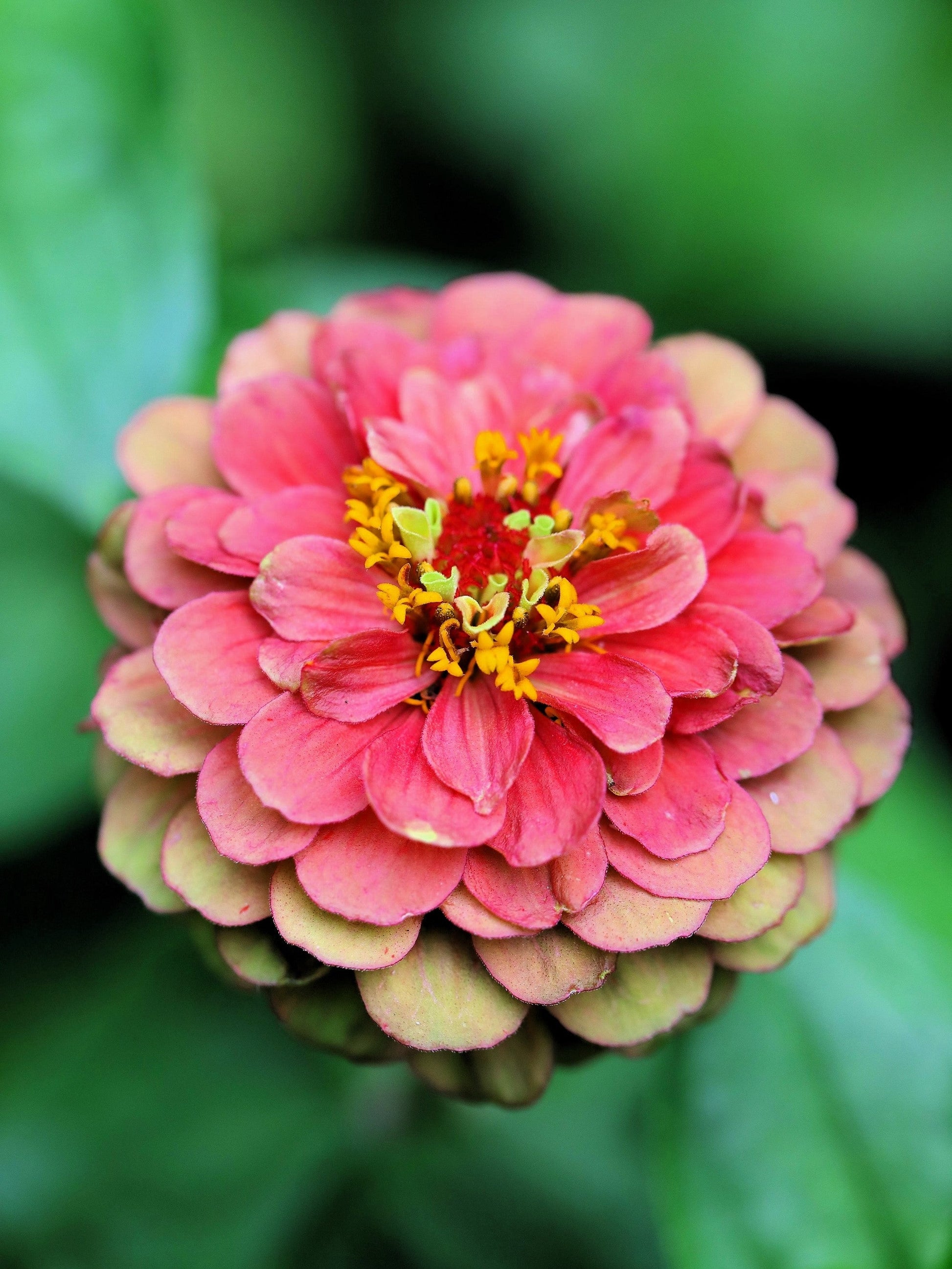 25 RED LIME QUEENY ZINNIA Elegans Green Queen Flower Seeds - Blessings Grow Meadows -