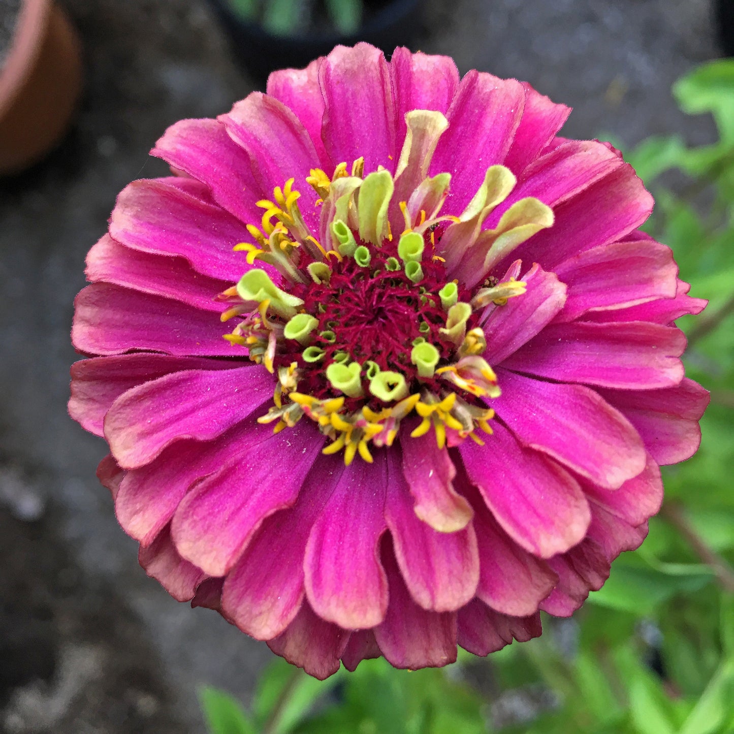 25 RED LIME QUEENY ZINNIA Elegans Green Queen Flower Seeds - Blessings Grow Meadows -