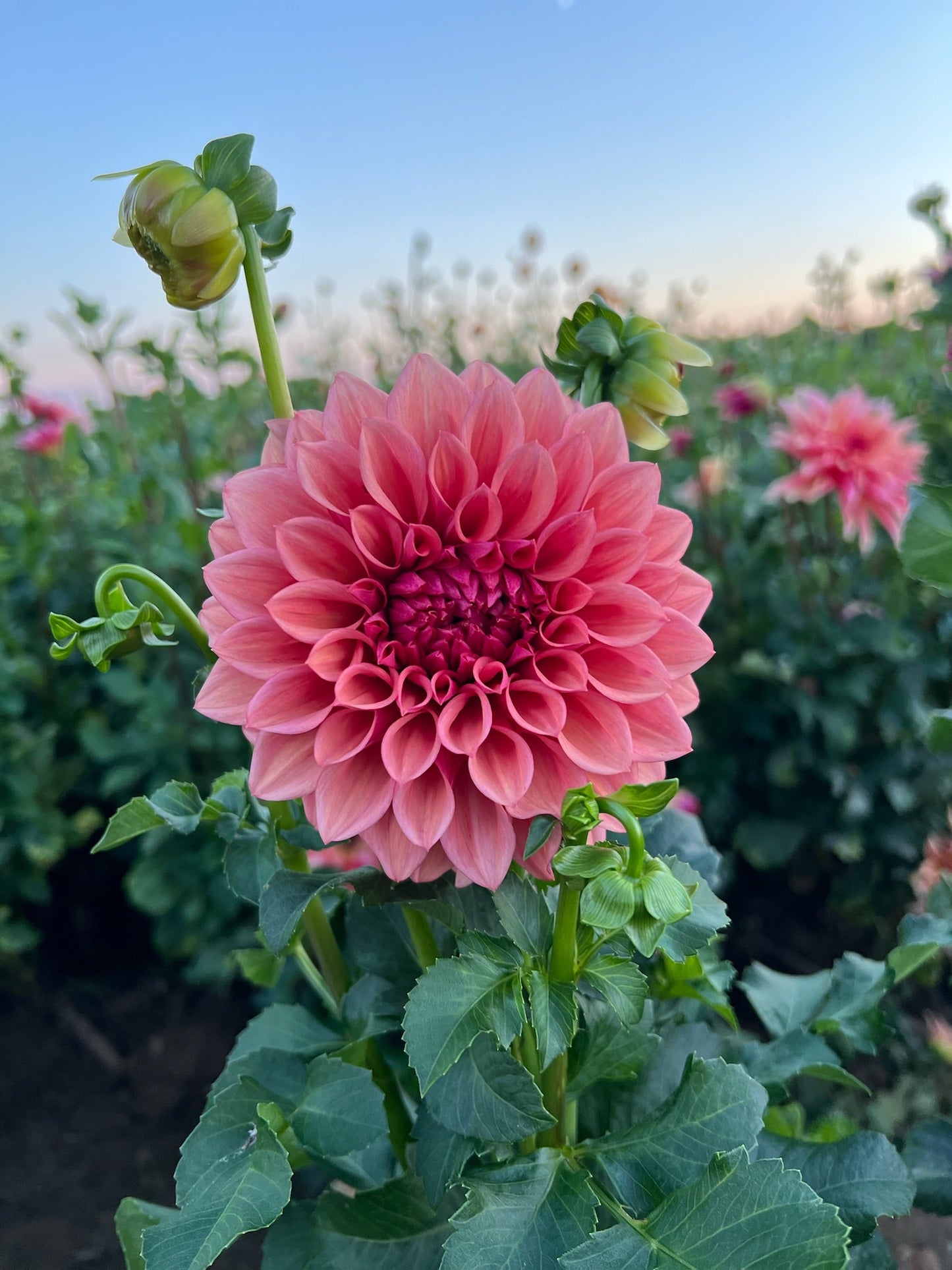 Dahlia Orange Globe-3 Rooted Cuttings