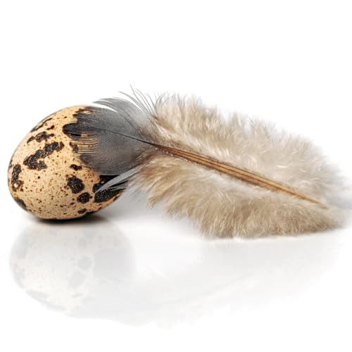 Fresh quail eggs laid in the US, displayed in a carton, showcasing small, speckled eggs from Quailz.com by Undique LLC.