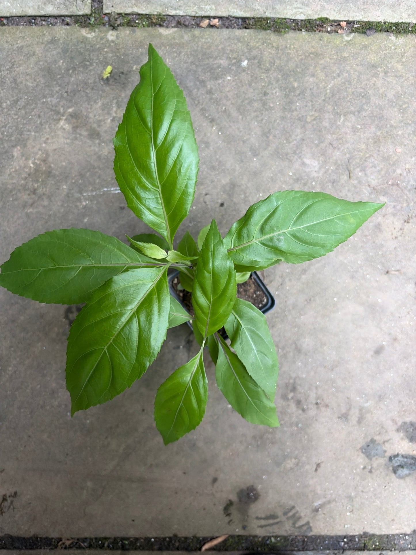 Belize Sage Live Plant (Salvia miniata) – Hummingbird & Pollinator Perennial, Zones 9–11