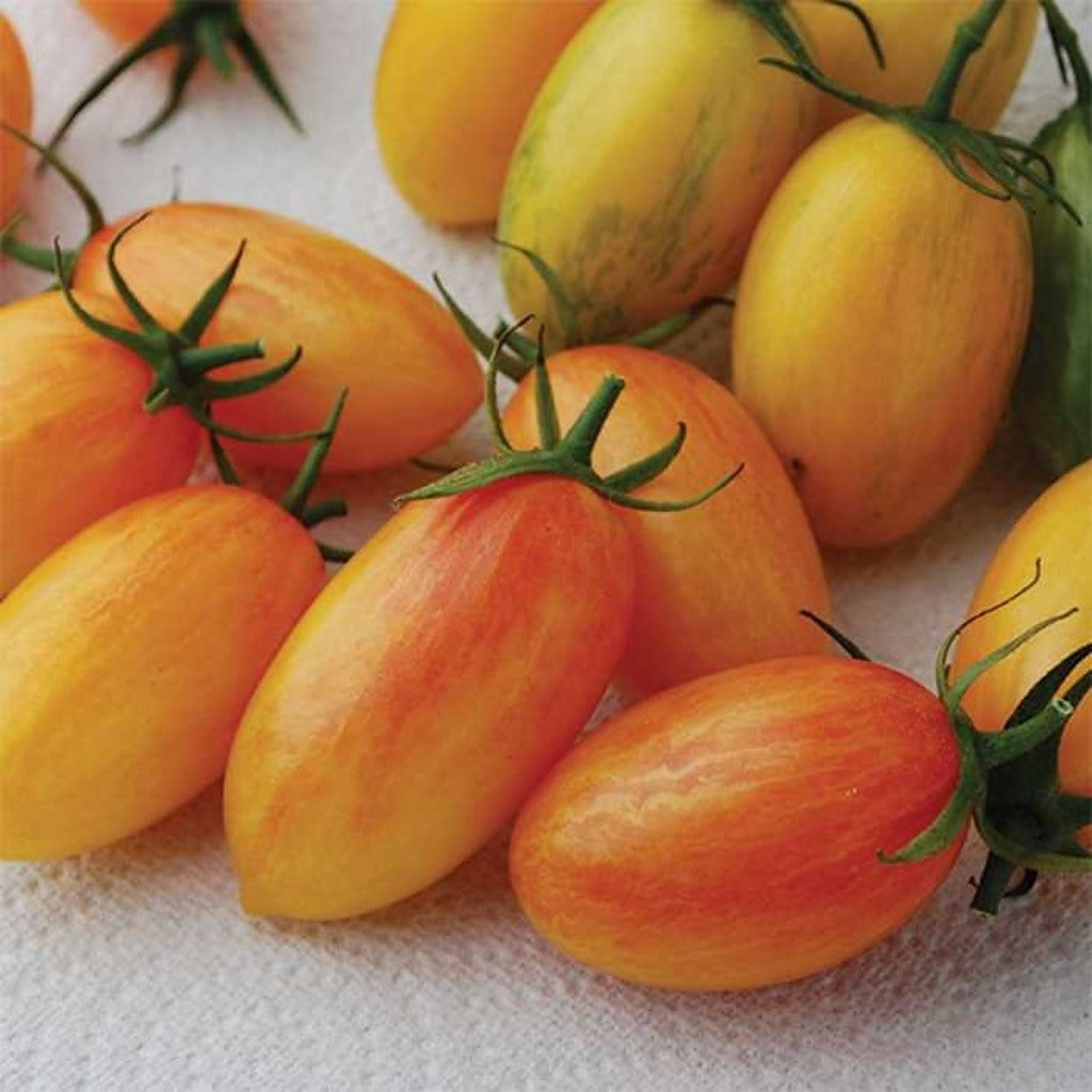Blush Tomato Seeds – Heirloom Striped Orange-Yellow Plum, Open Pollinated, 25 Count