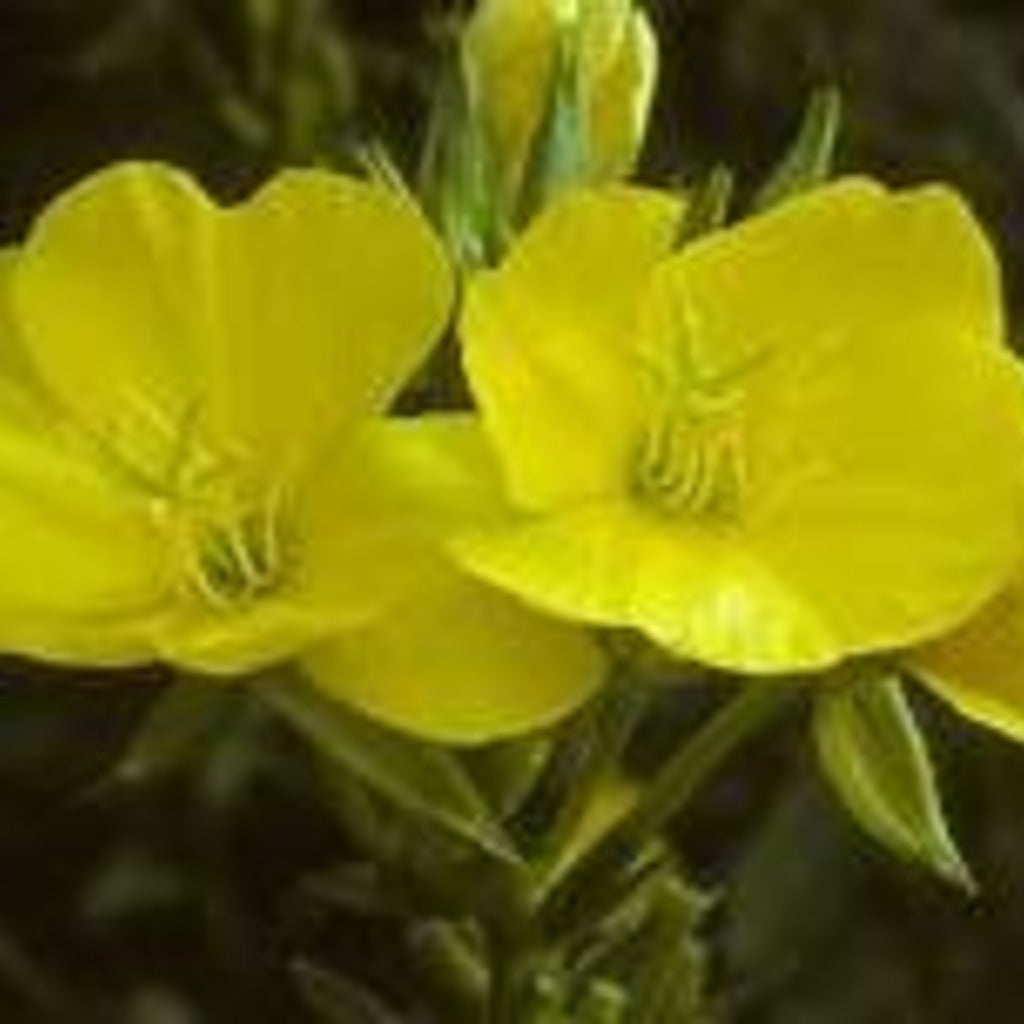 Common Evening Primrose Live Plant (Oenothera biennis) – Native Biennial, Pollinator-Friendly, Zones 3–11