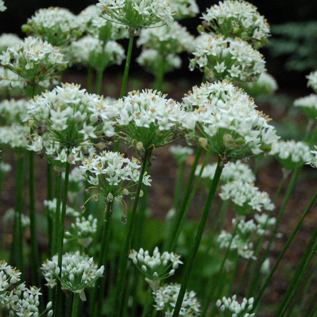 Garlic Chive Seeds – Allium tuberosum – Perennial Edible Culinary Herb – ~250 Seeds – Zones 3–9